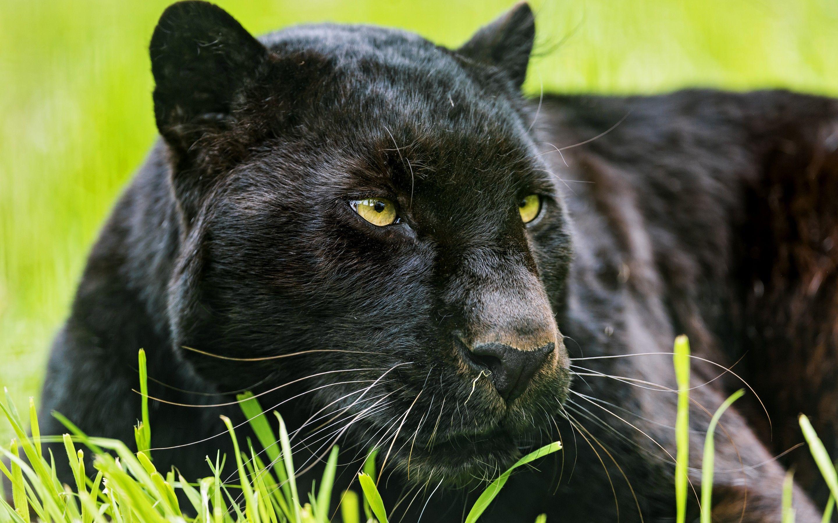 2880x1800 Free Panther, Download Free Clip Art, Free Clip Art on Clipart Library