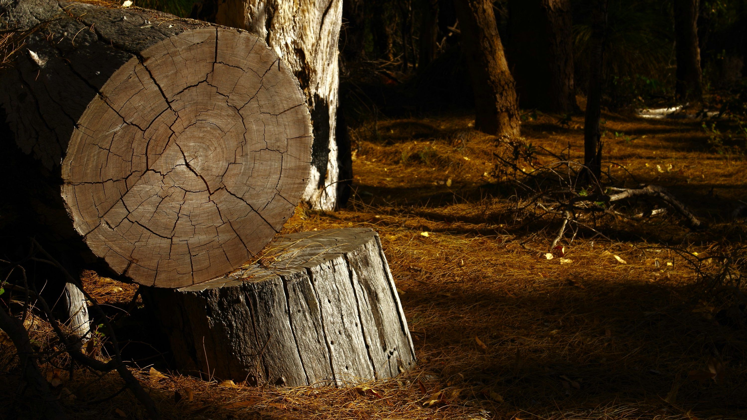 3000x1688 A tree stump in a forest with a sun shininges photo