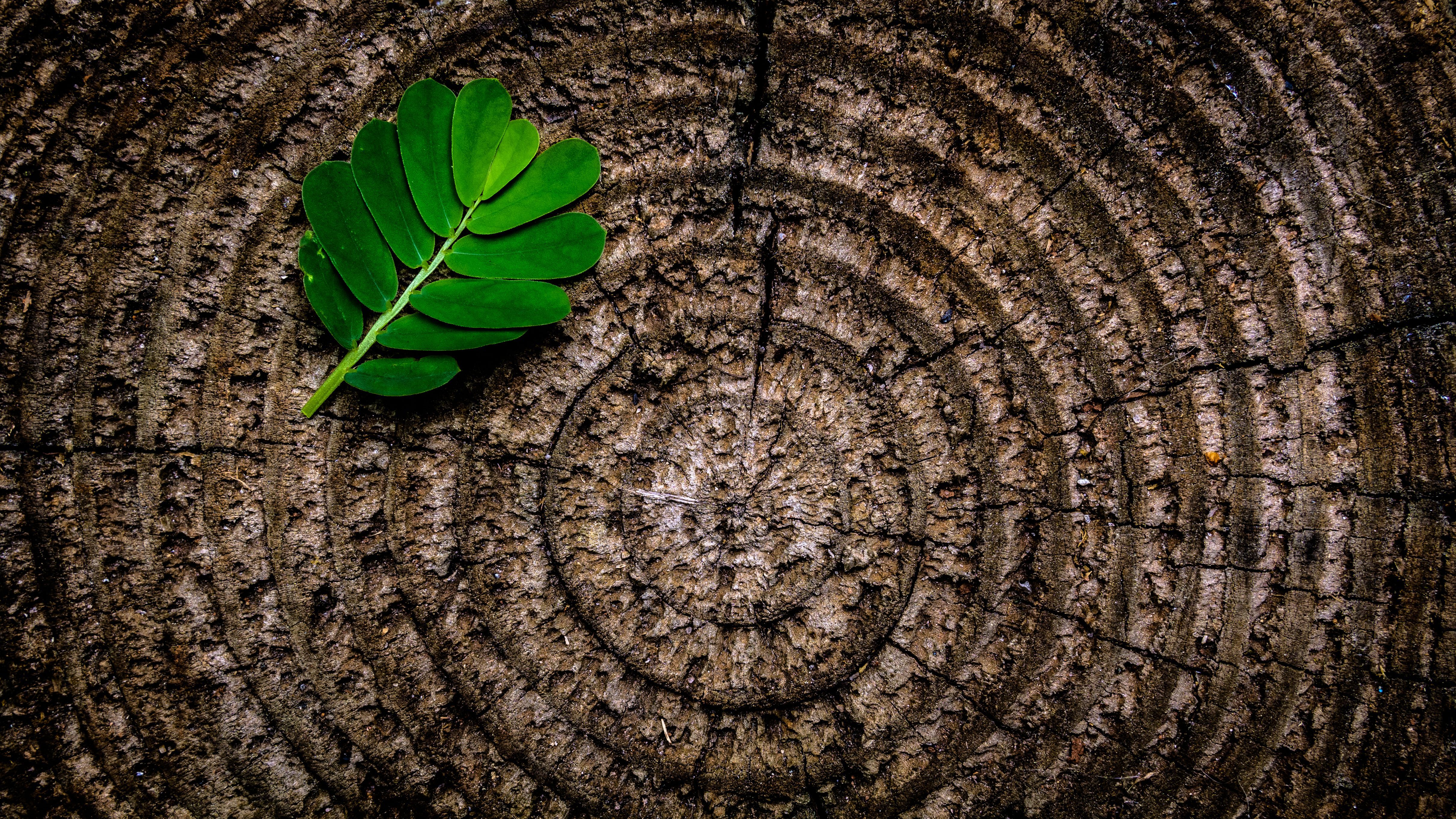 4844x2725 Green Leaf Plant on Brown Wooden Stump · Free