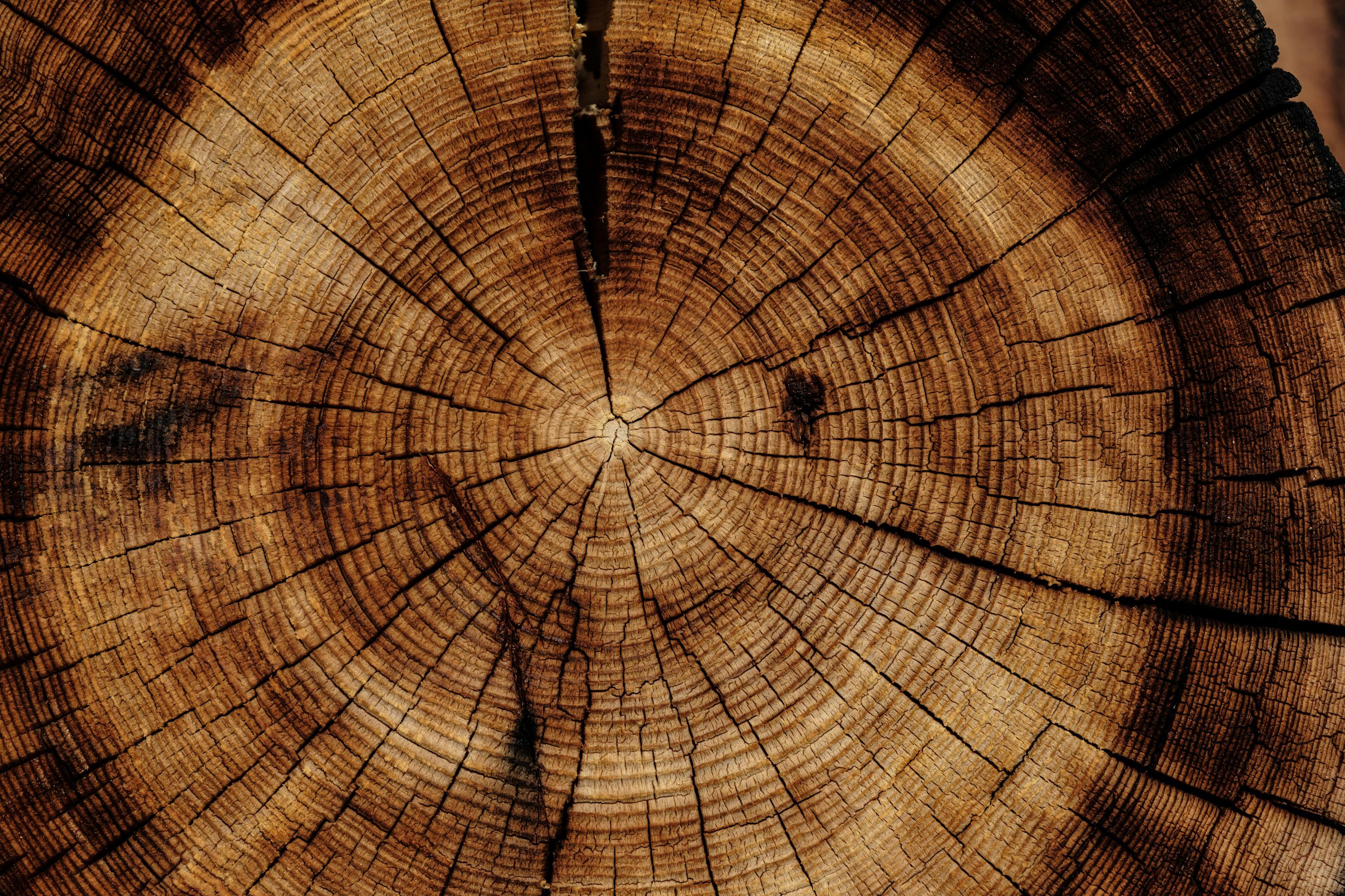 3000x2000 Tree Wood Picture. Download Free Image