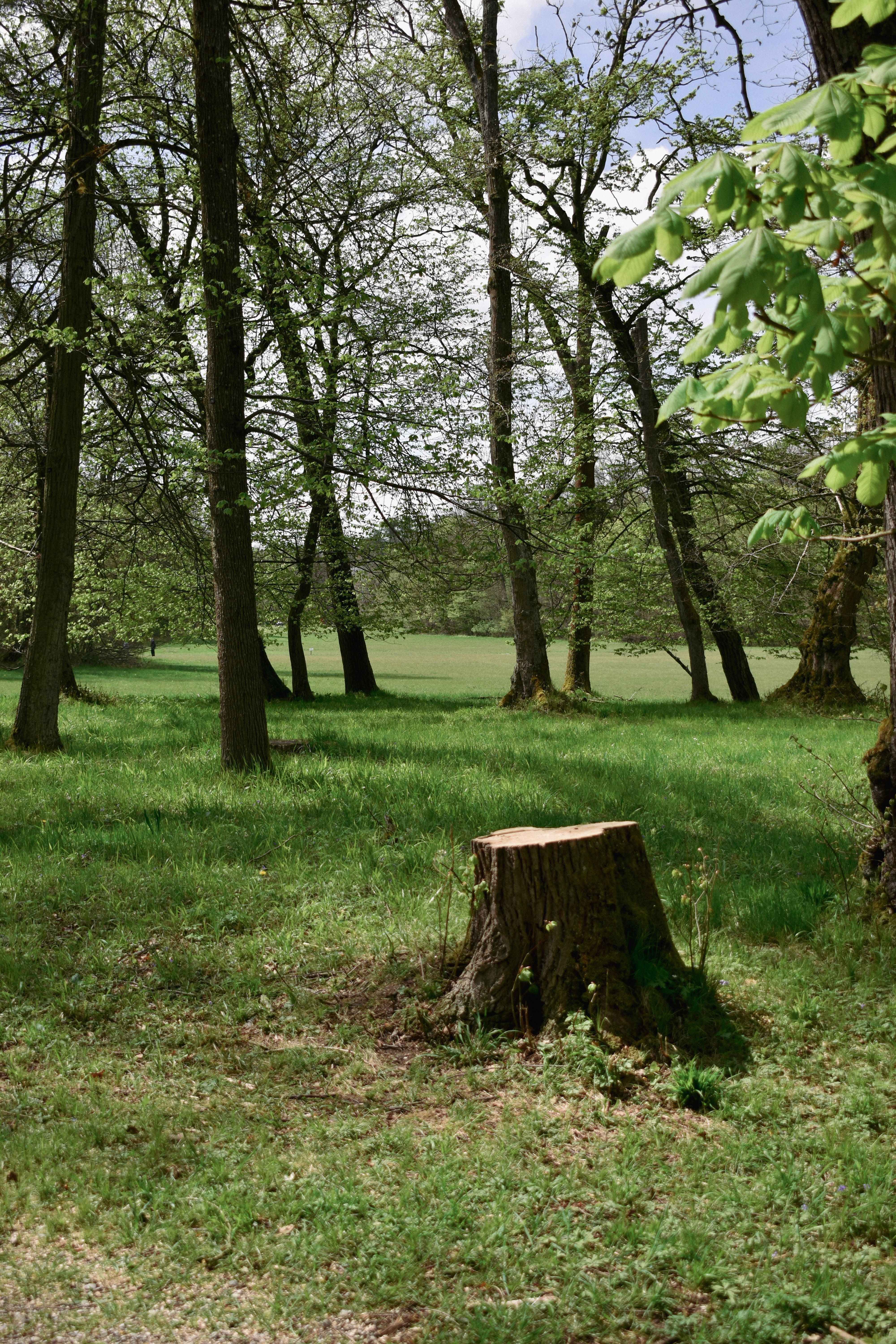 4000x6000 Tree Stump Photo, Download The BEST Free Tree Stump & HD Image
