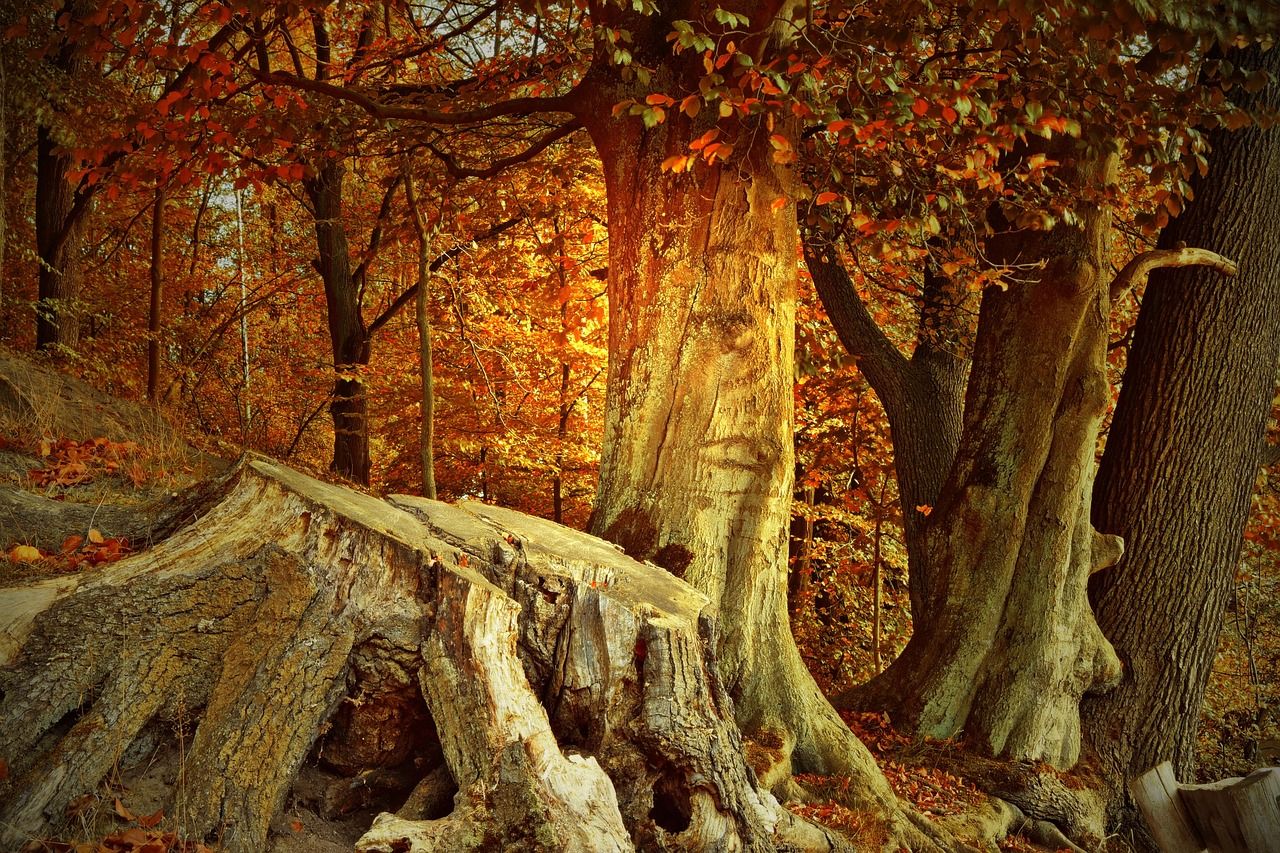 1280x853 Tree Stump Trunks Trees