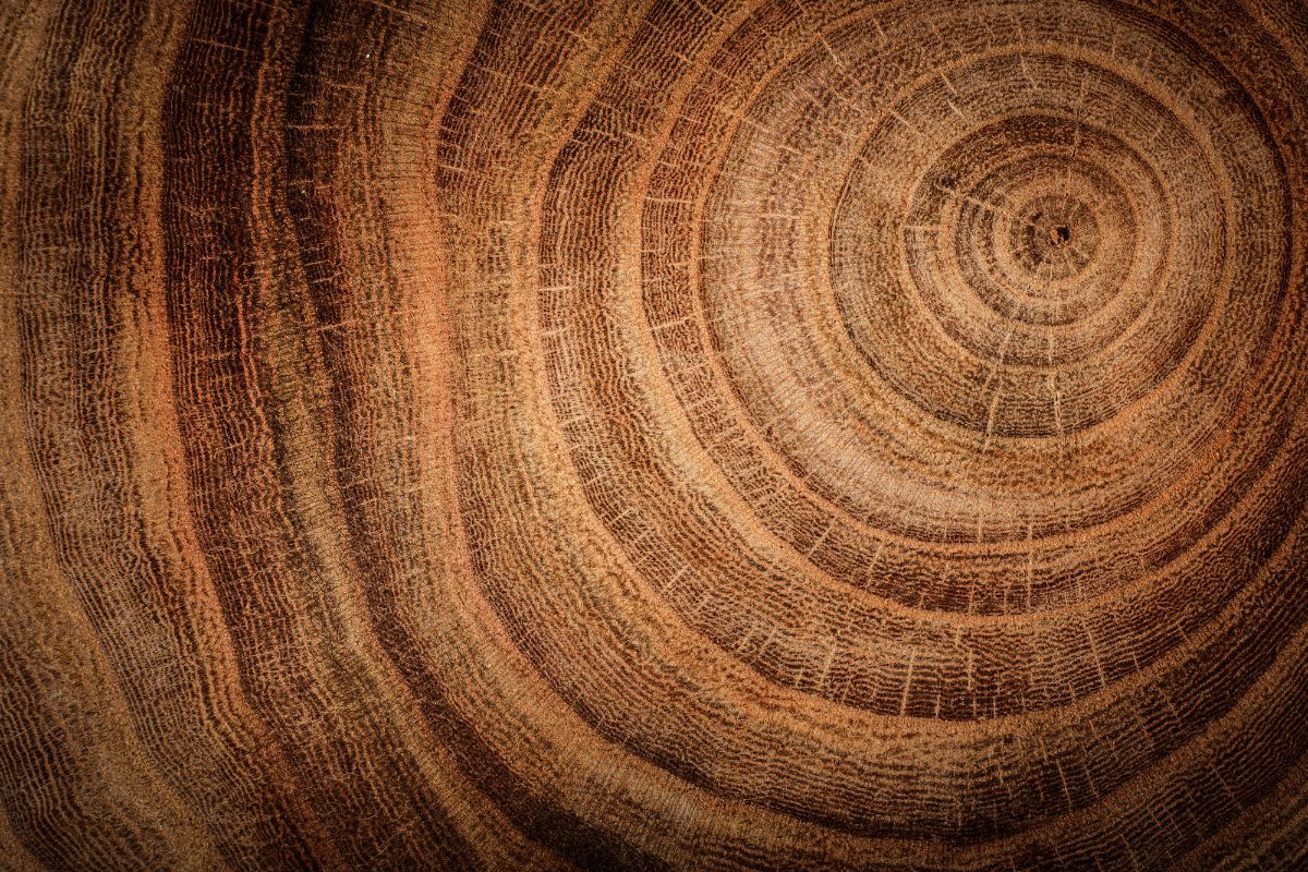 1200x800 Stump of Oak Tree With Annual Rings Mural Wallpaper for Wall®
