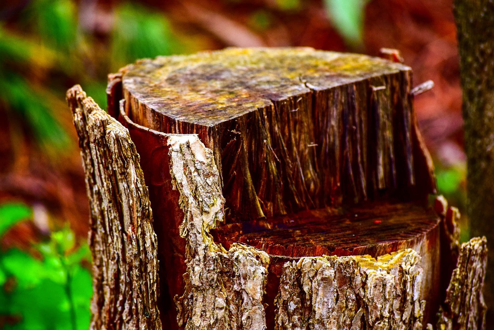 2000x1337 Tilt Shift Photo Of Log · Free