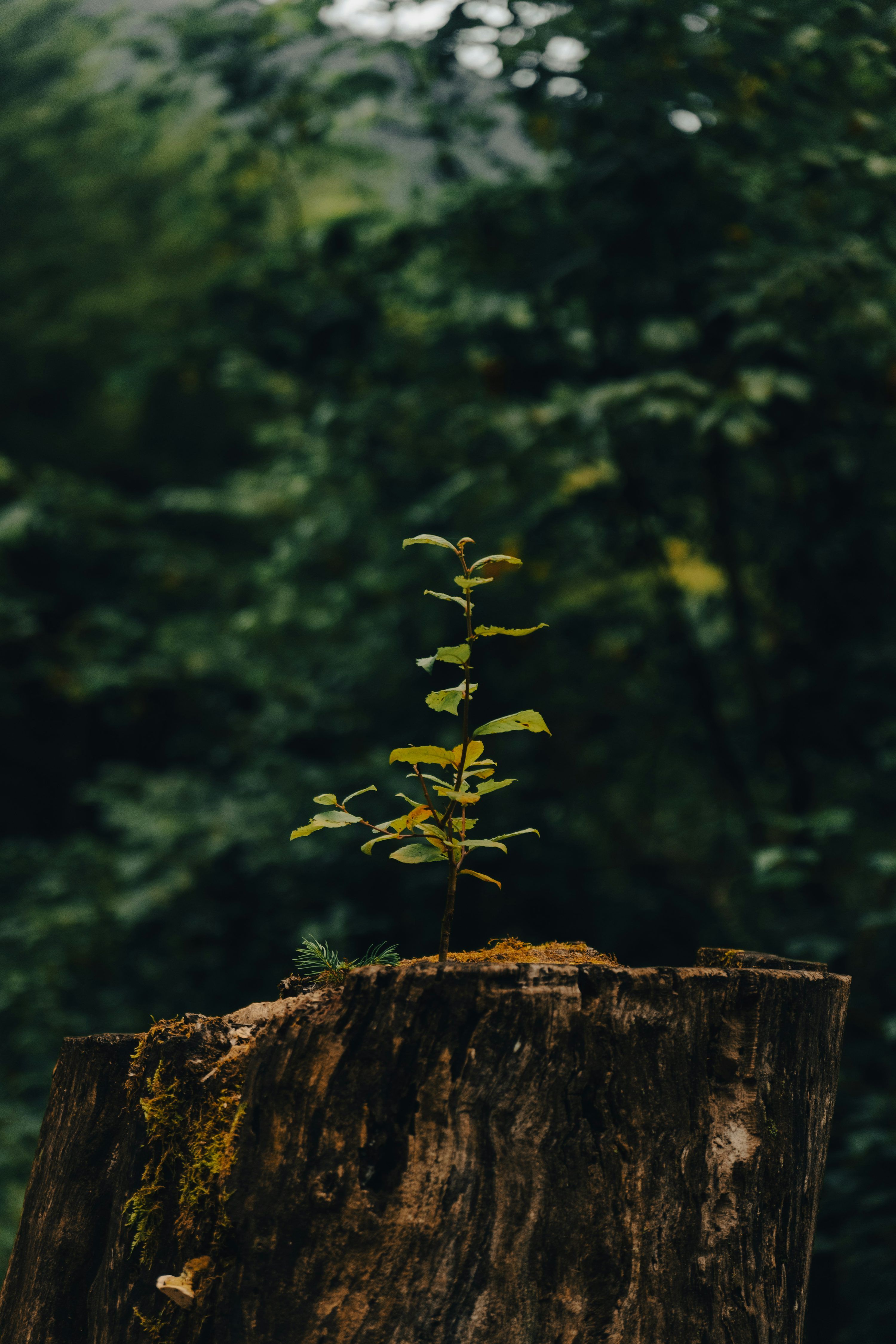 3000x4500 A tree stump with a small plant growing out of it photo