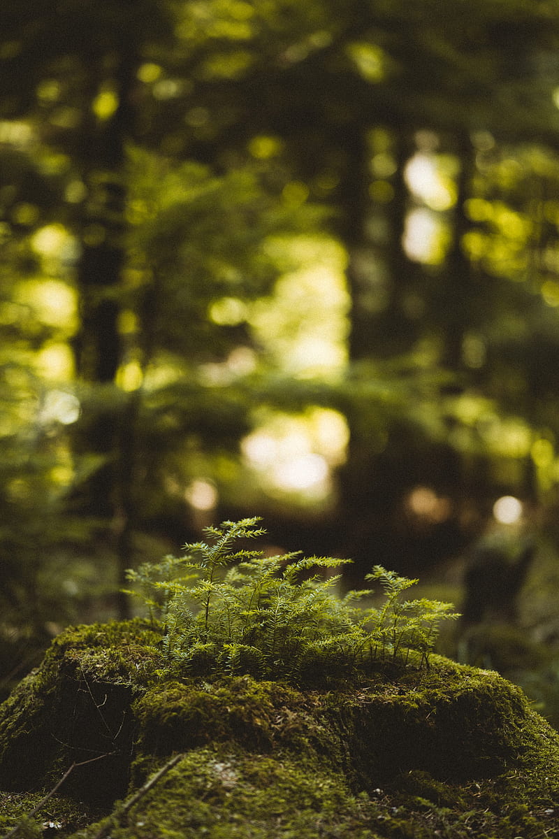800x1200 HD forest trees stump wallpaper