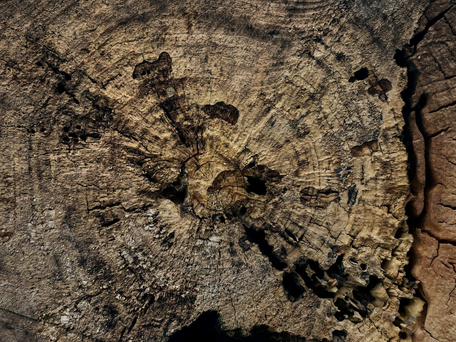 1600x1200 Tree stump