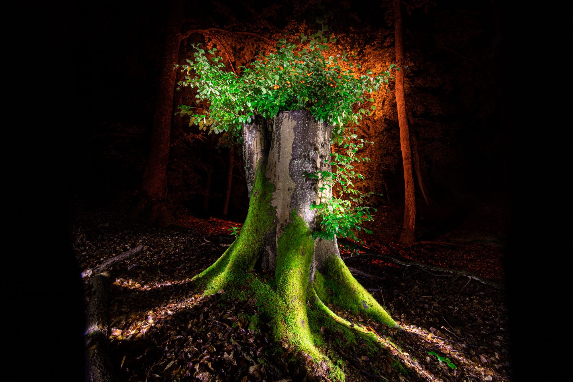 2000x1333 Tree Stump Light Painting