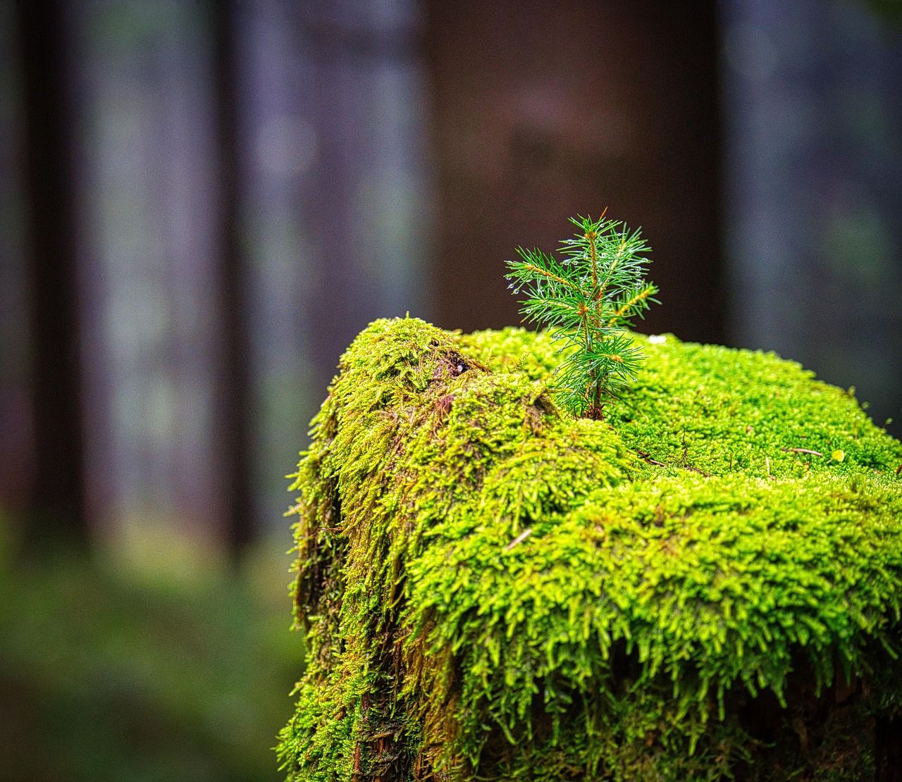 1280x1110 Tree Trunk Stump Moss
