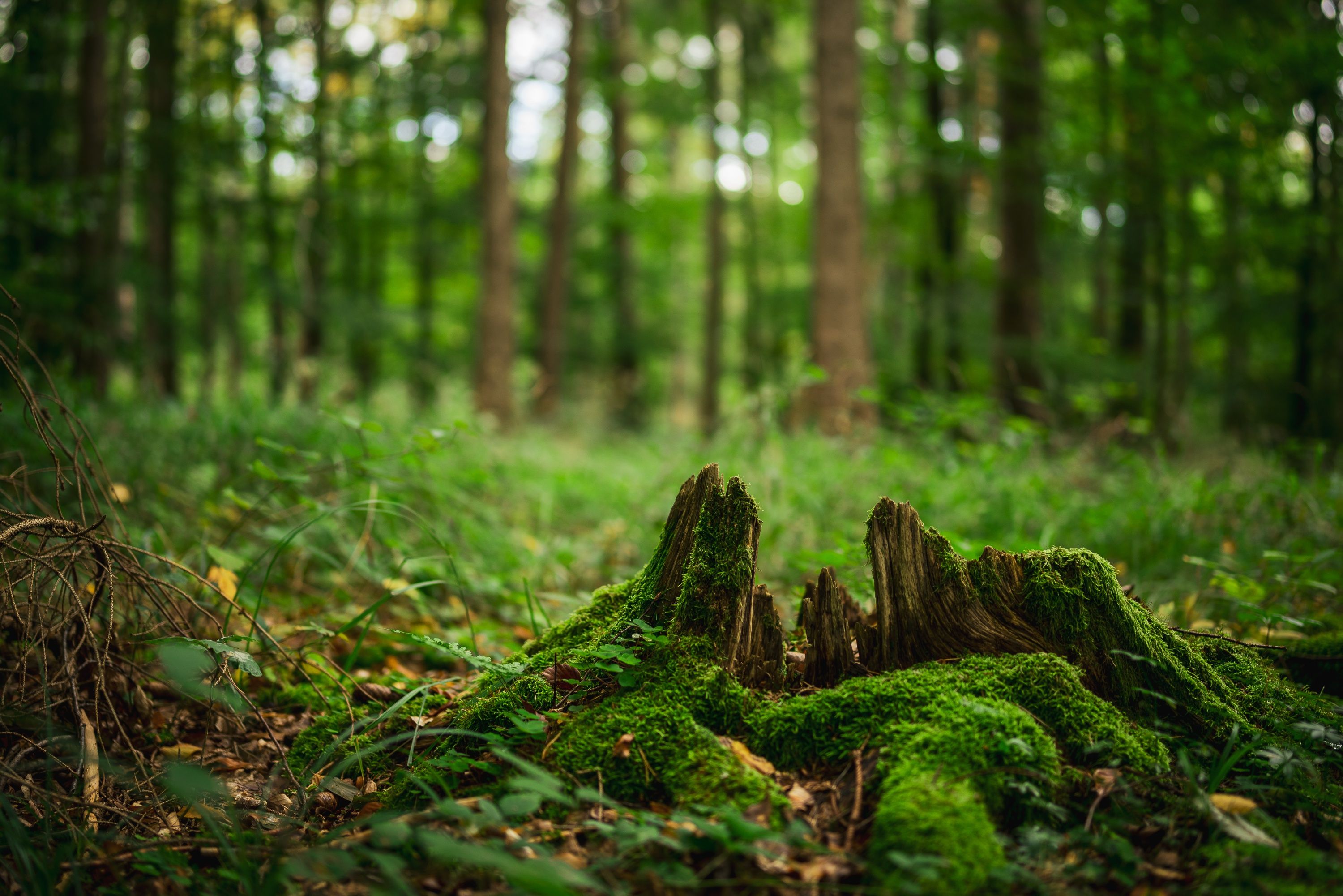 3000x2001 Wallpaper forest, trees, moss, stump for mobile and desktop, section природа, resolution 3000x2001