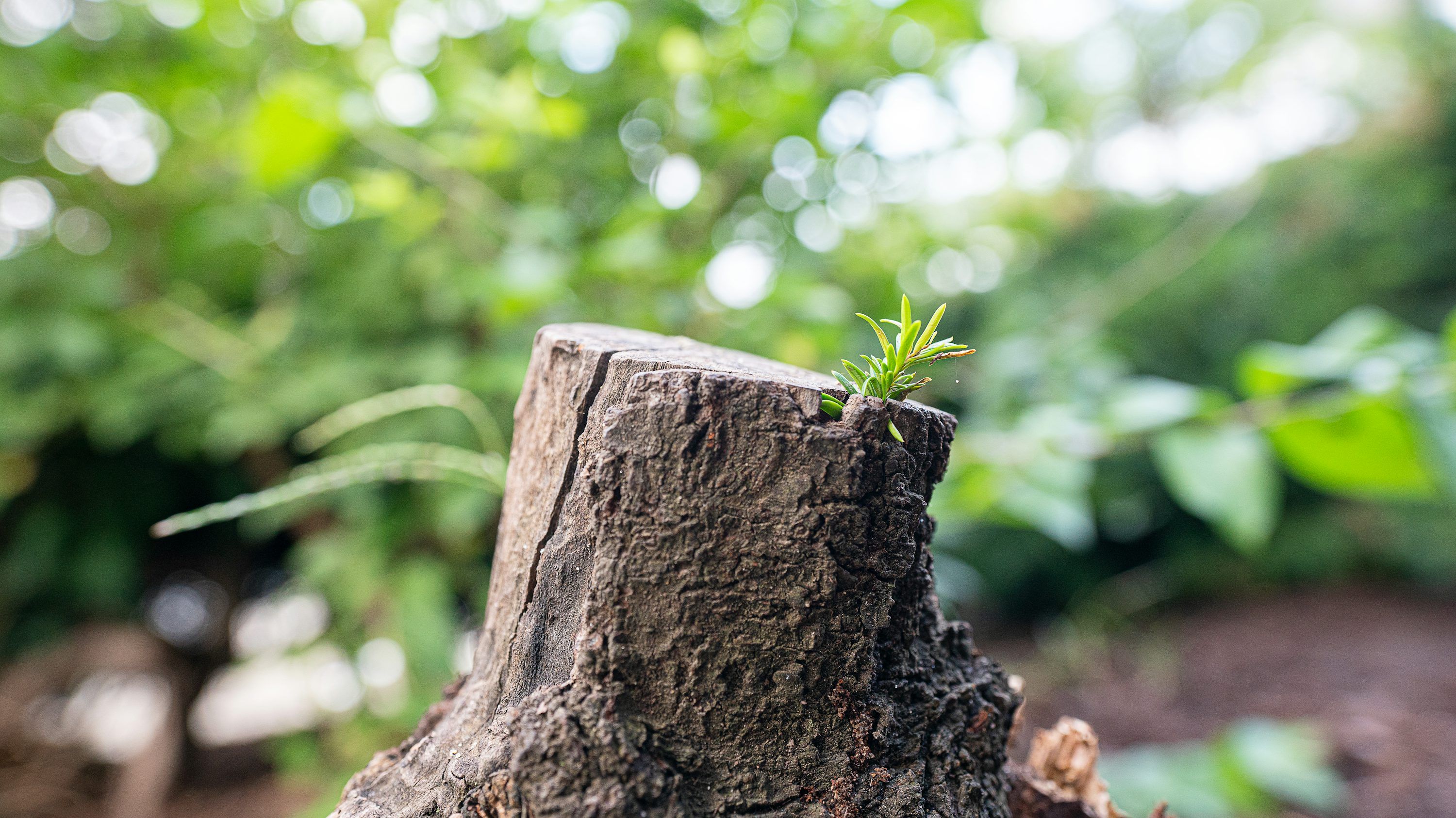 3000x1687 A tree stump with a small plant growing out of it photo