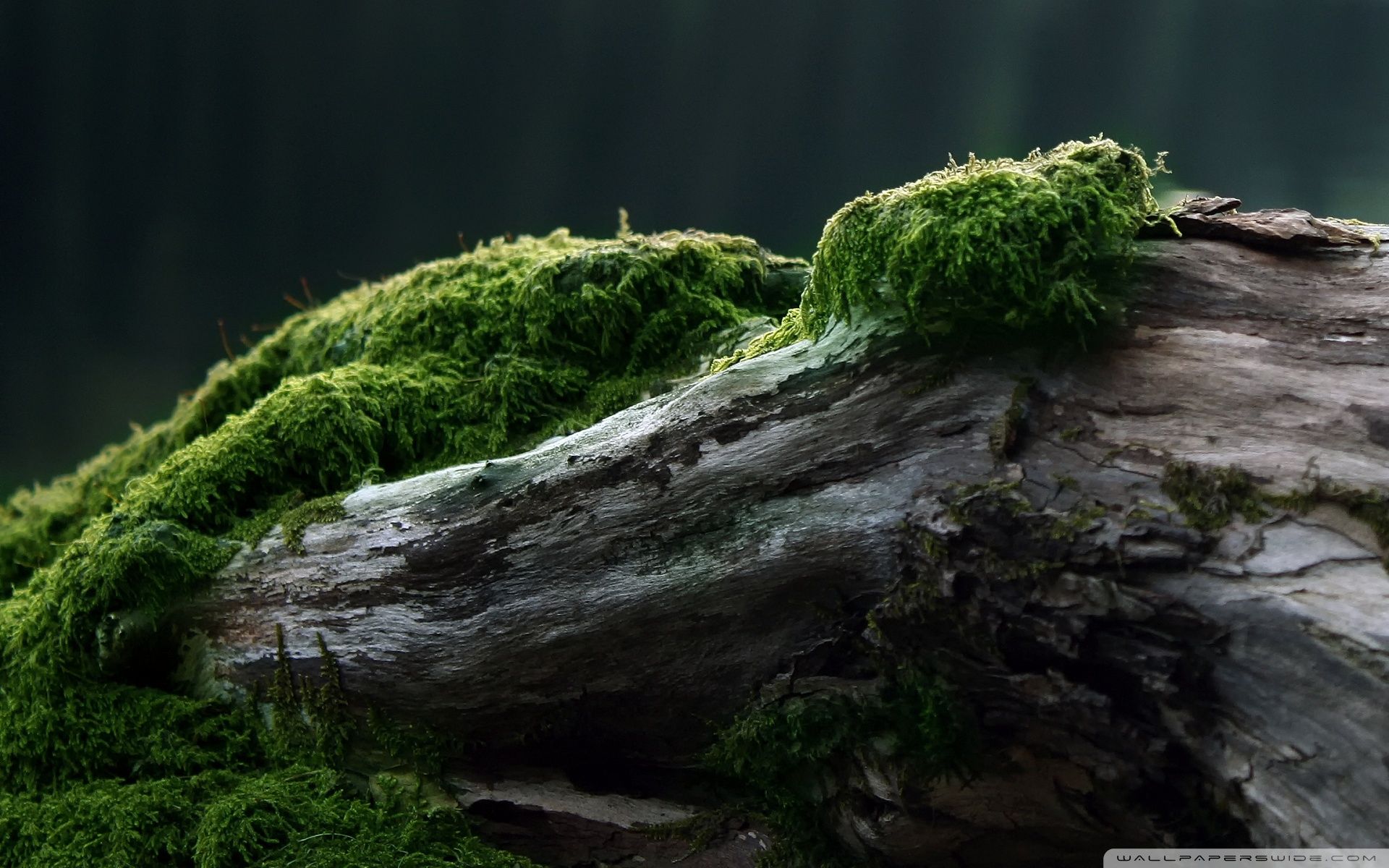 1920x1200 Tree Stump Covered With Moss 4K UHD Wallpaper for UltraHD Desktop and TV : Widescreen and UltraWide Display : Dual Monitor : Smartphone and Tablet Devices