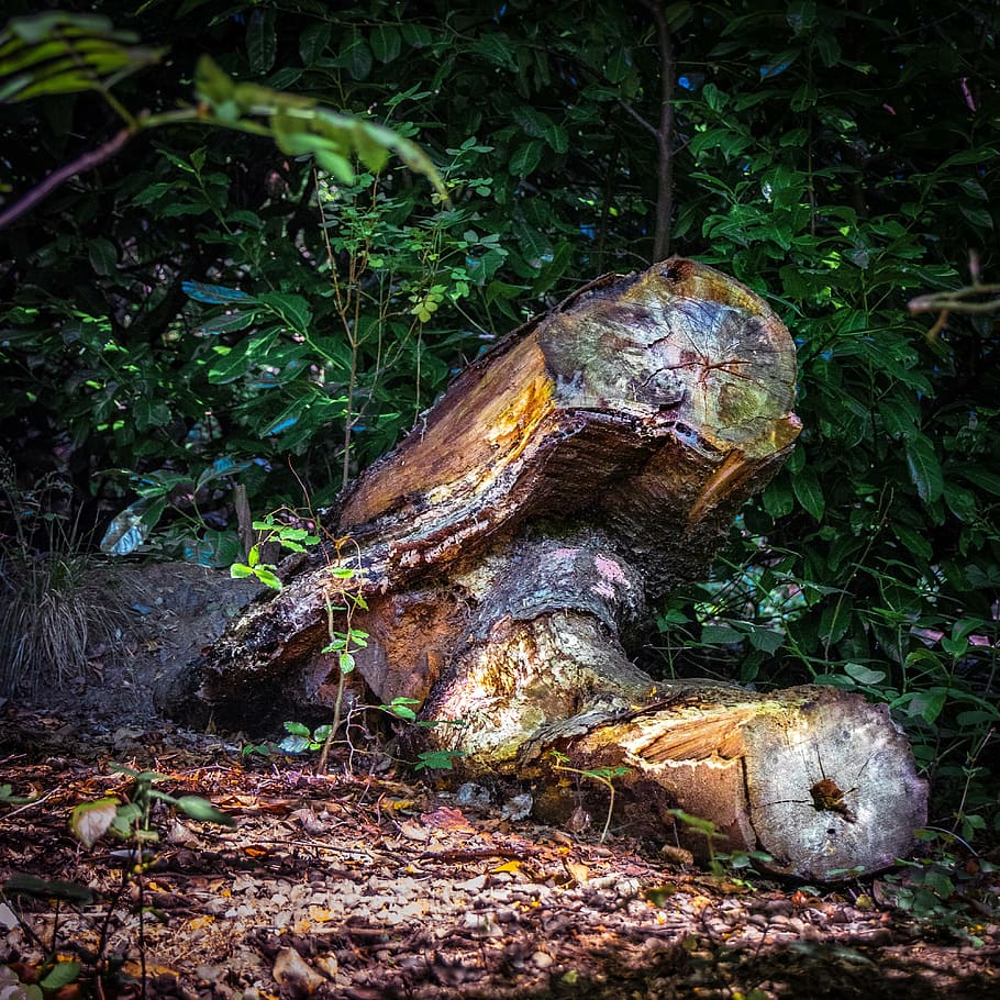 910x910 HD wallpaper: tree stump, wood, nature, cut, log, land, plant, forest, growth