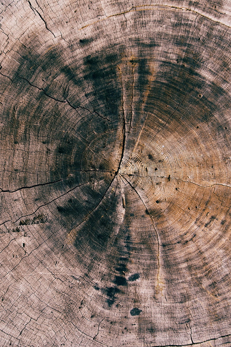 800x1200 HD tree stump wallpaper