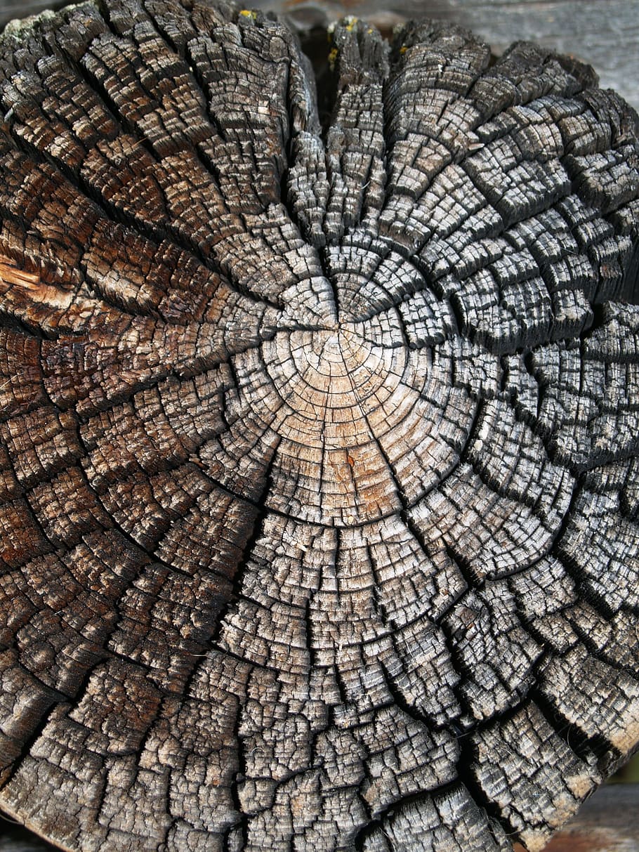 910x1213 HD wallpaper: wood, nature, texture, tree, old, saw cut, weathering, grey