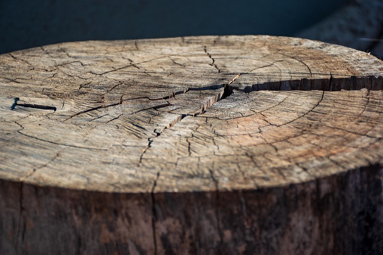 1280x853 Cross Section Stump Log