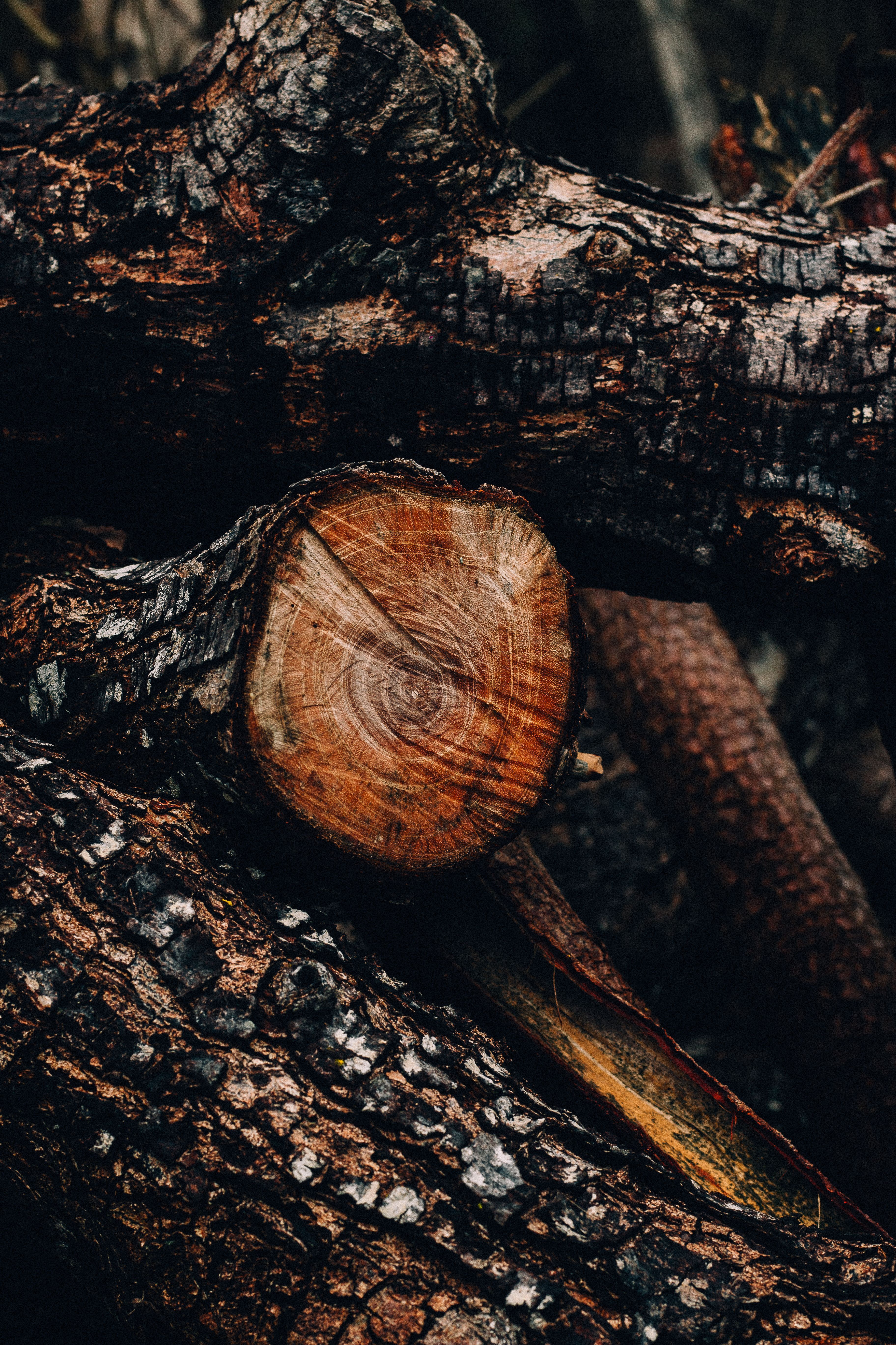 3648x5472 Nature Log Tree Trunk Close Up Photo, Download The BEST Free Nature Log Tree Trunk Close Up & HD Image