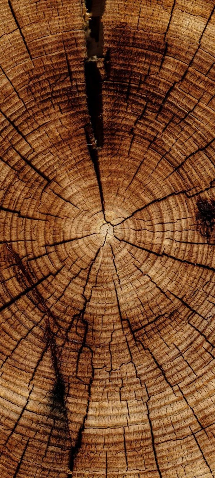 736x1635 Trunk Tree Texture - [1080x2400]