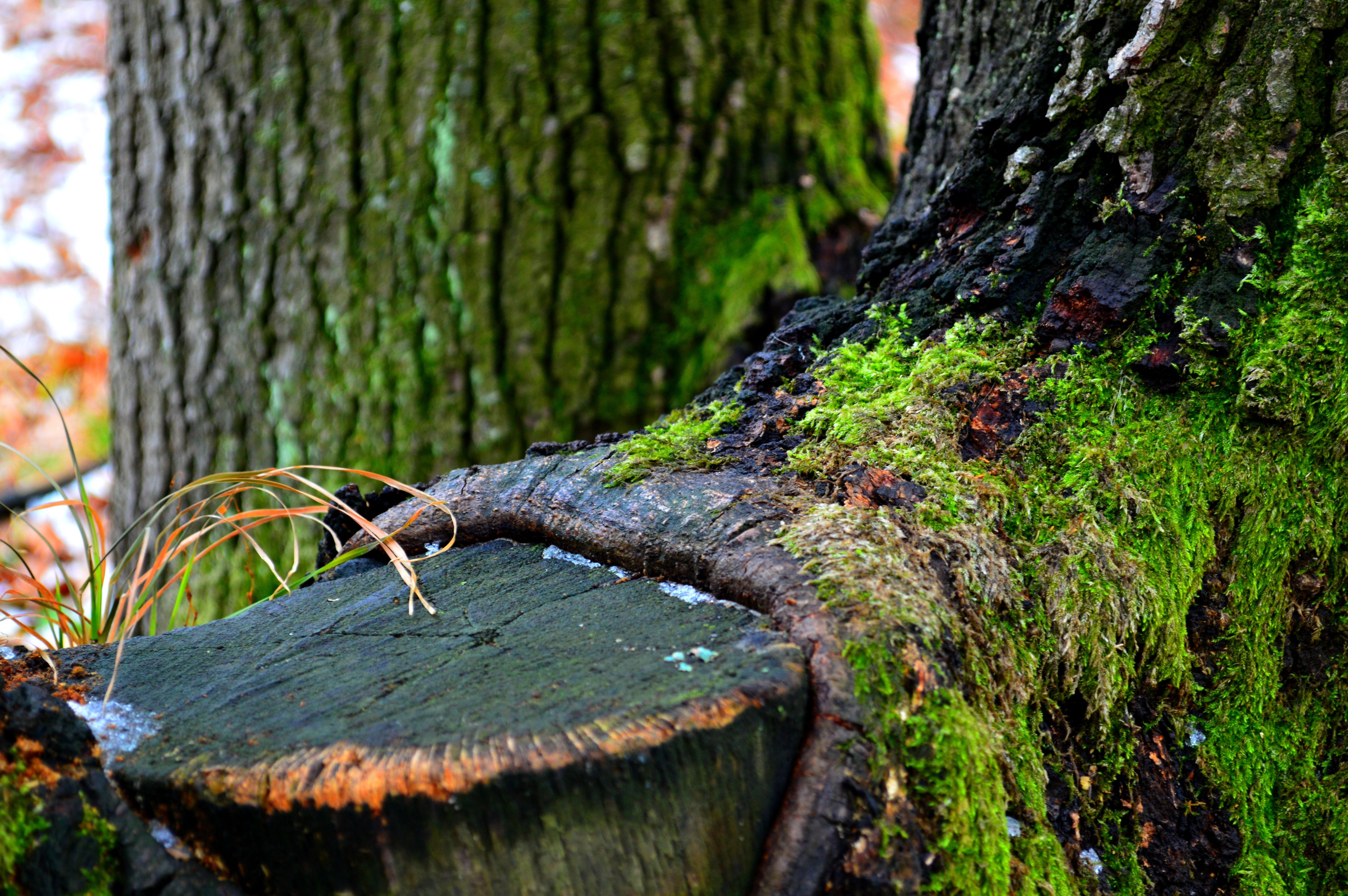6016x4000 Wallpaper Brown Tree Trunk With Green Moss, Background Free Image