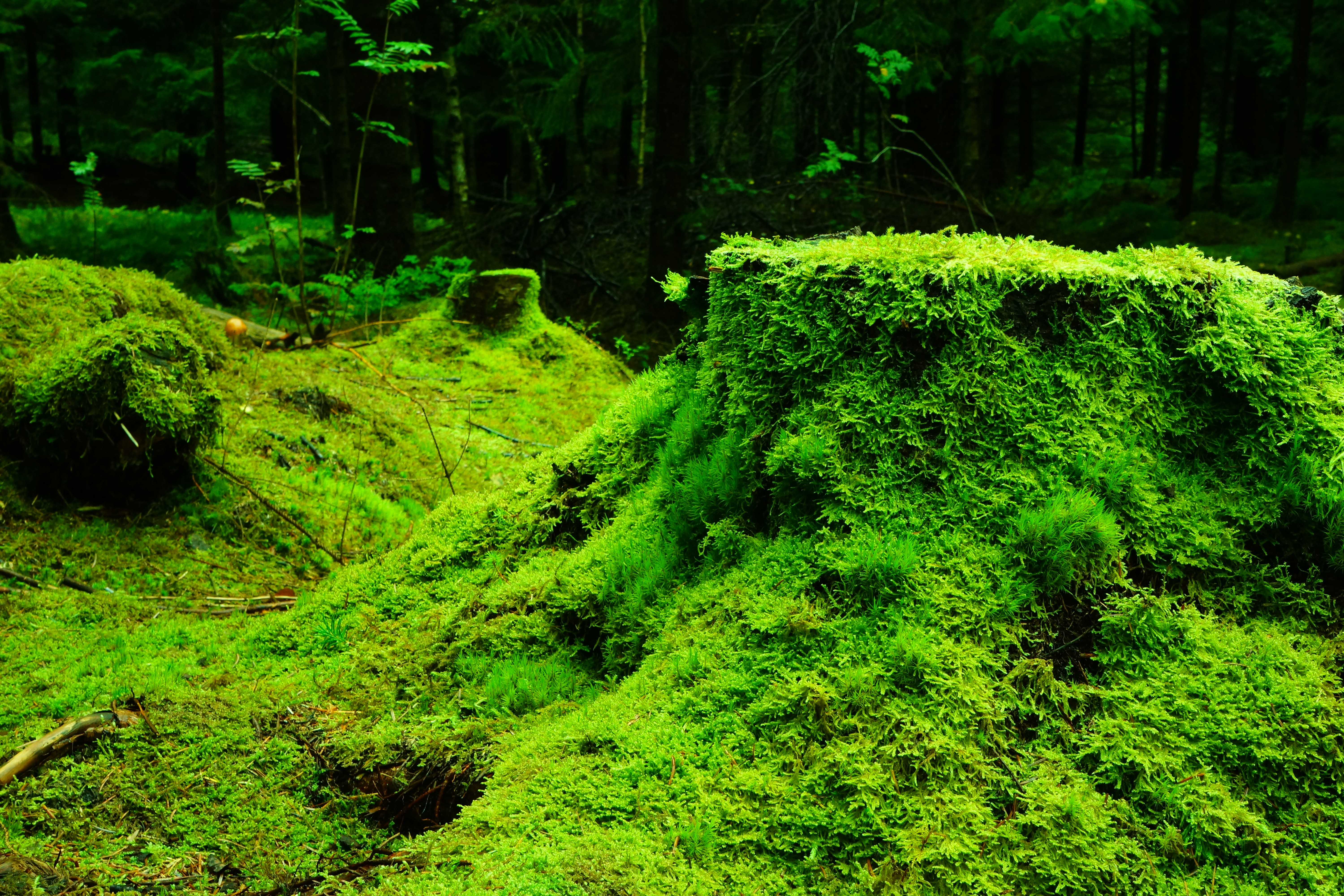 6000x4000 moss, grass, tree stump Wallpaper, HD Nature 4K Wallpaper, Image and Background