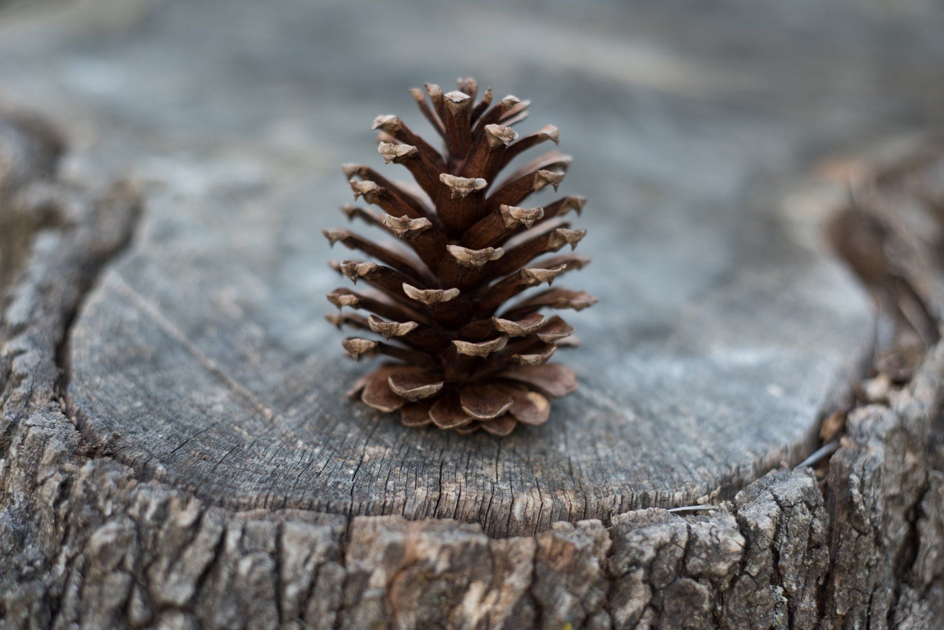 1920x1282 Nature's Quiet Moment: Pine Cone on Weathered StumpK Ultra HD Wallpaperx2670