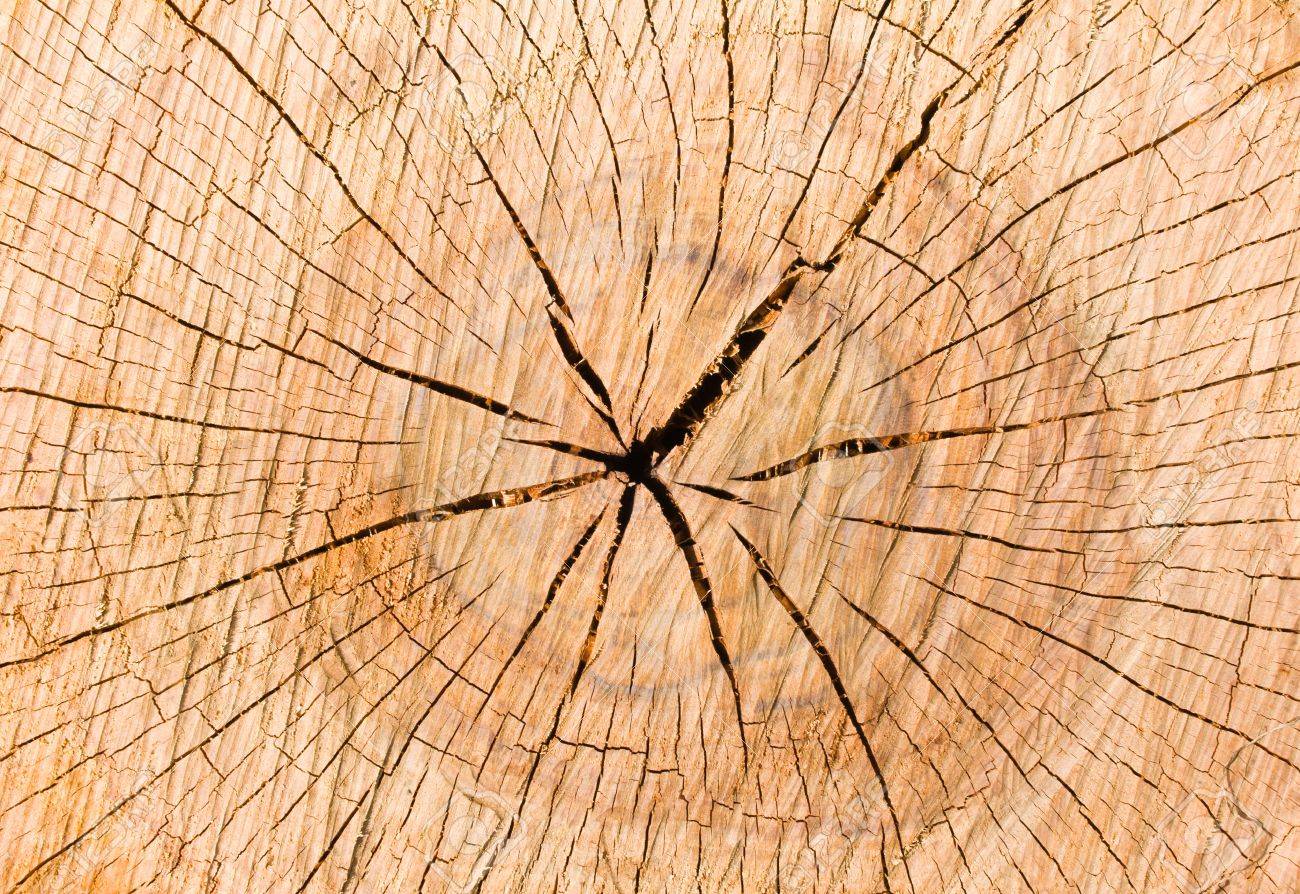 1300x894 Tree Stump Wallpaper