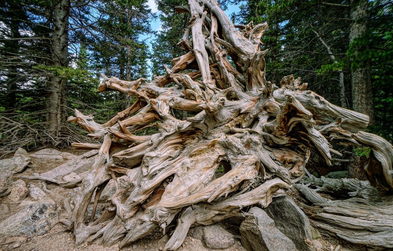 1332x850 Tree Root Photography Wallpaper HD 119048