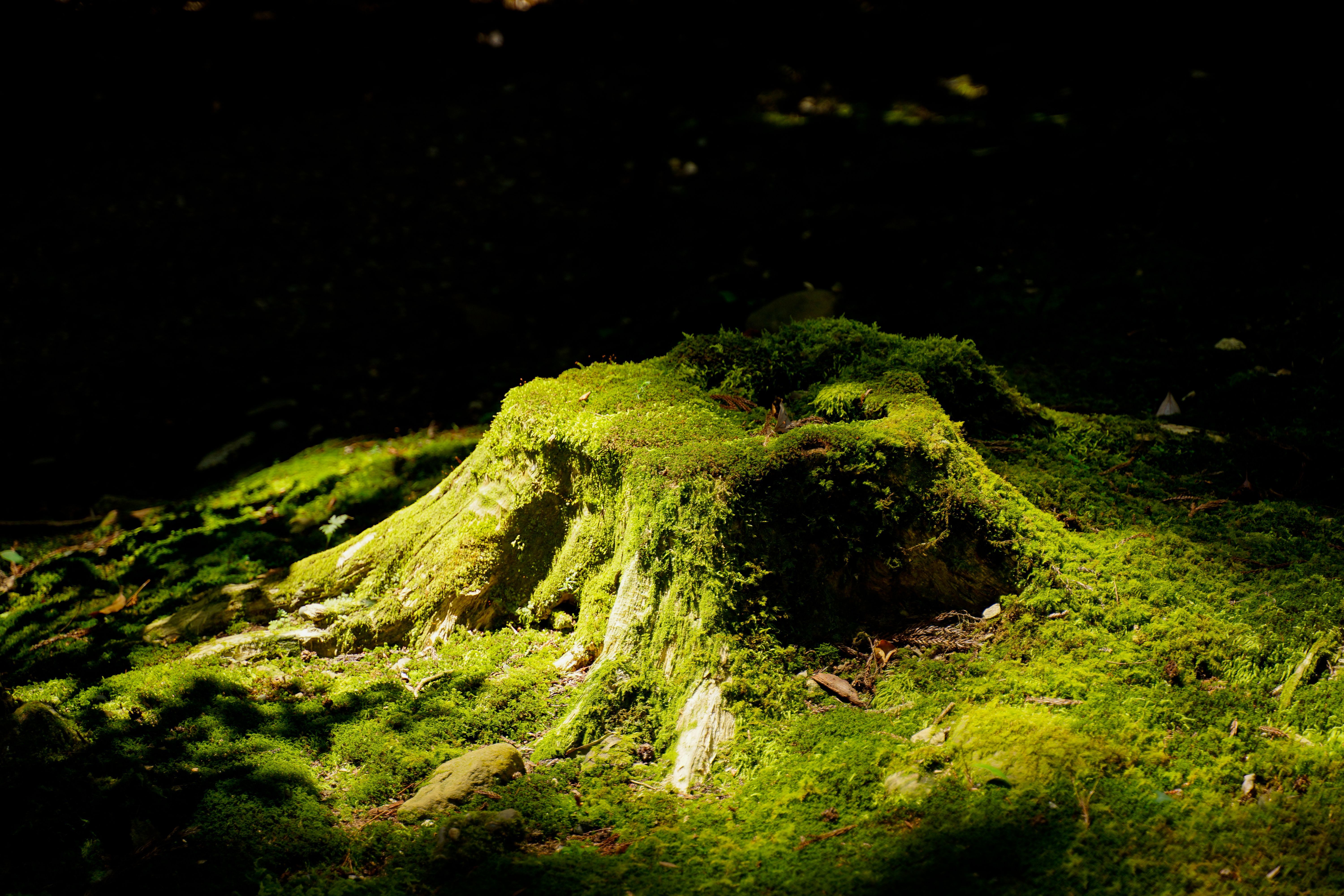 6000x4000 A tree stump covered in moss in the woods · Free