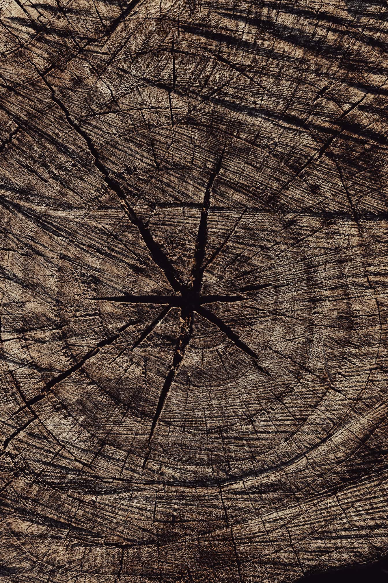 1344x2016 Free Picture: A Cross Section Of A Tree Stump, A Texture Of A Dry Brown Black Log With Cracks
