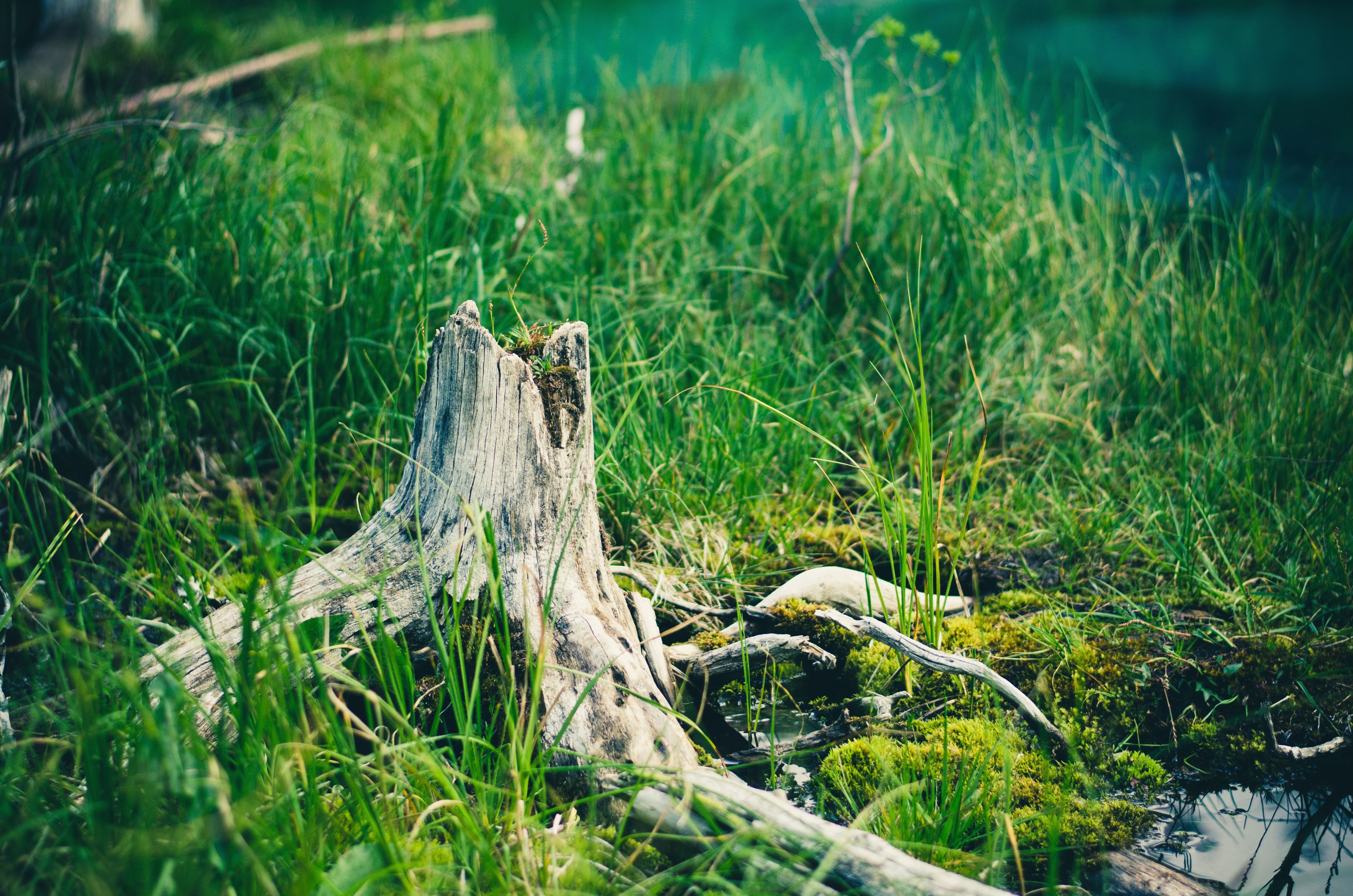4600x3047 Free picture: tree trunk, water, forest, garden, grass