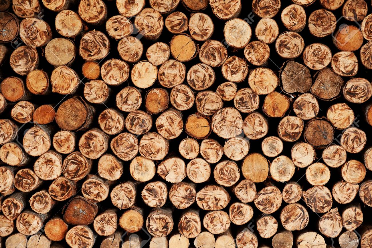 1300x866 Tree Stump Wallpaper
