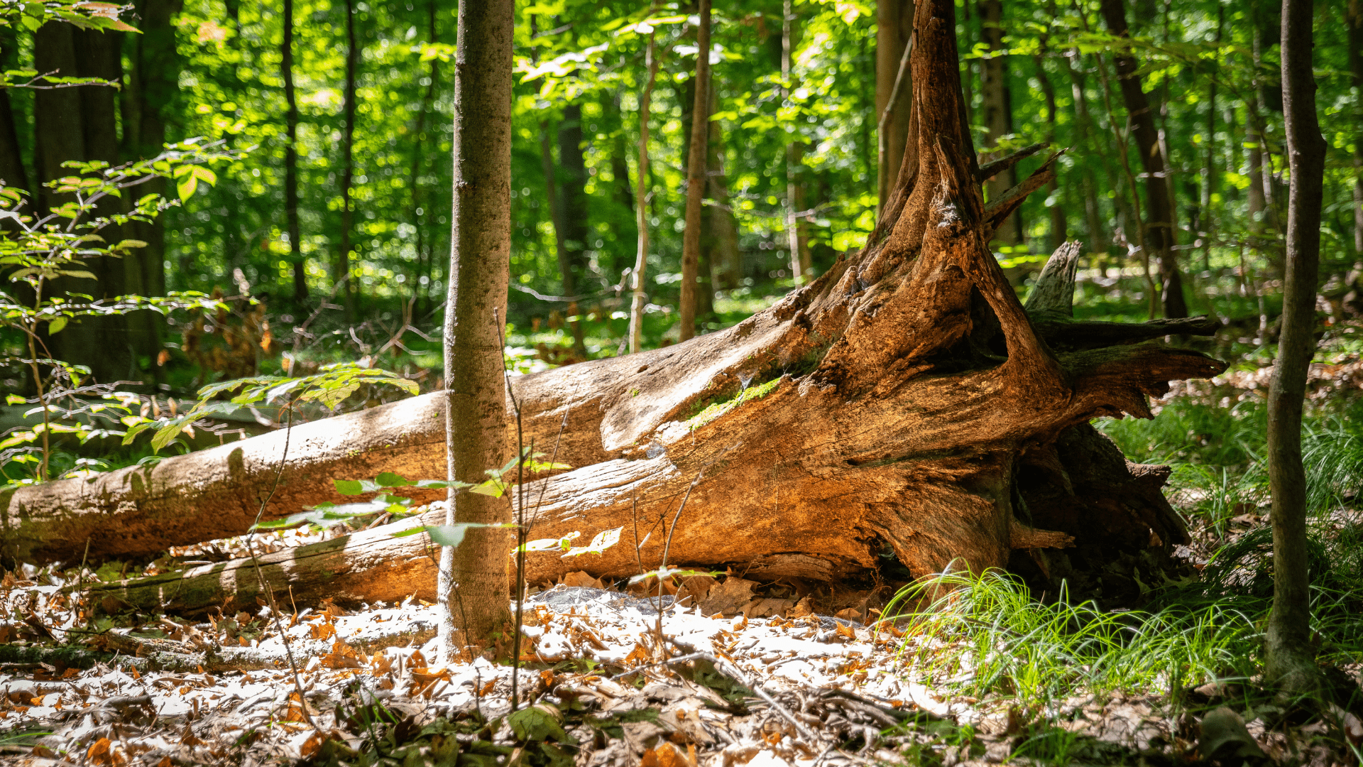 1920x1080 The Stumpery
