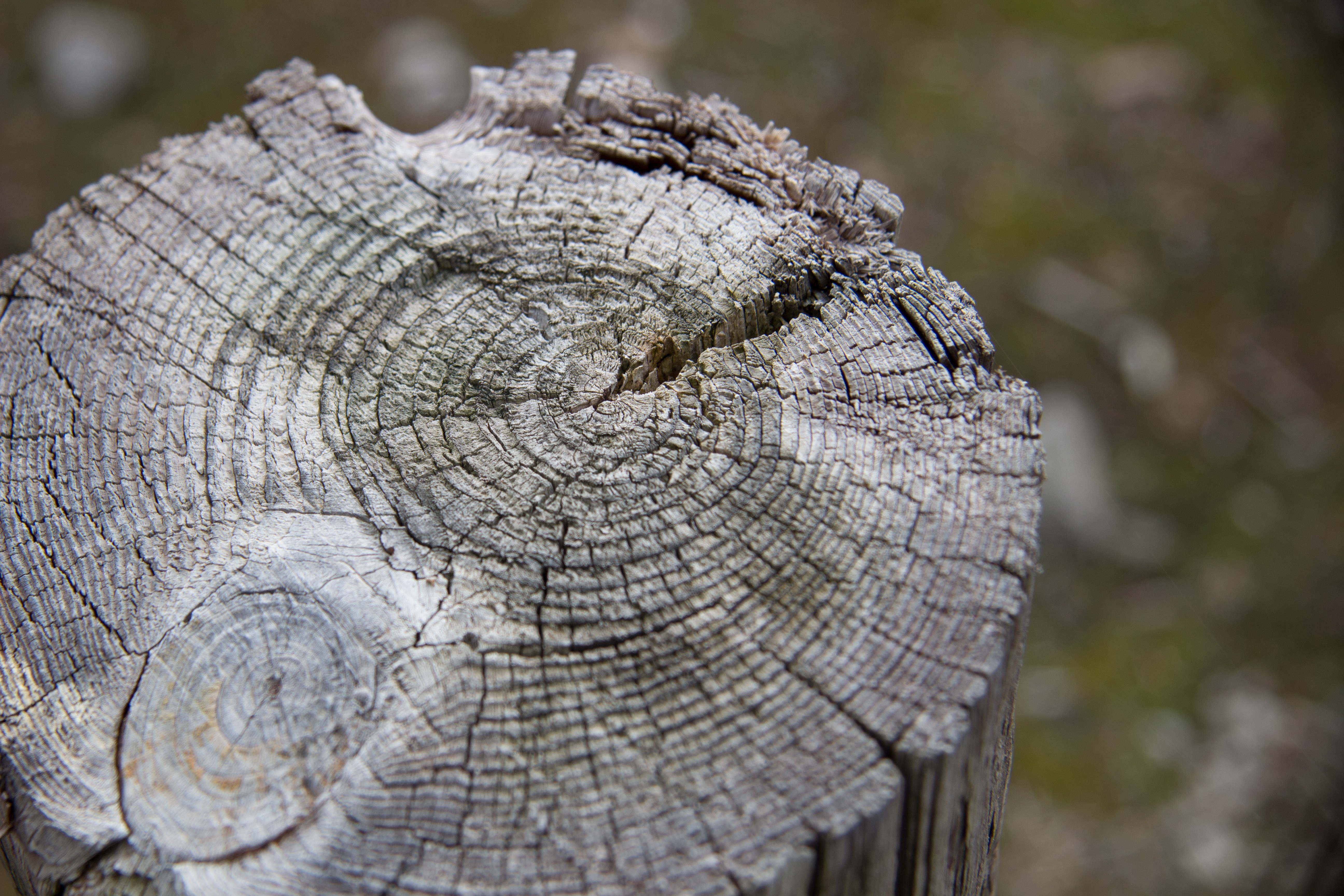 5184x3456 tree stump on ground free image