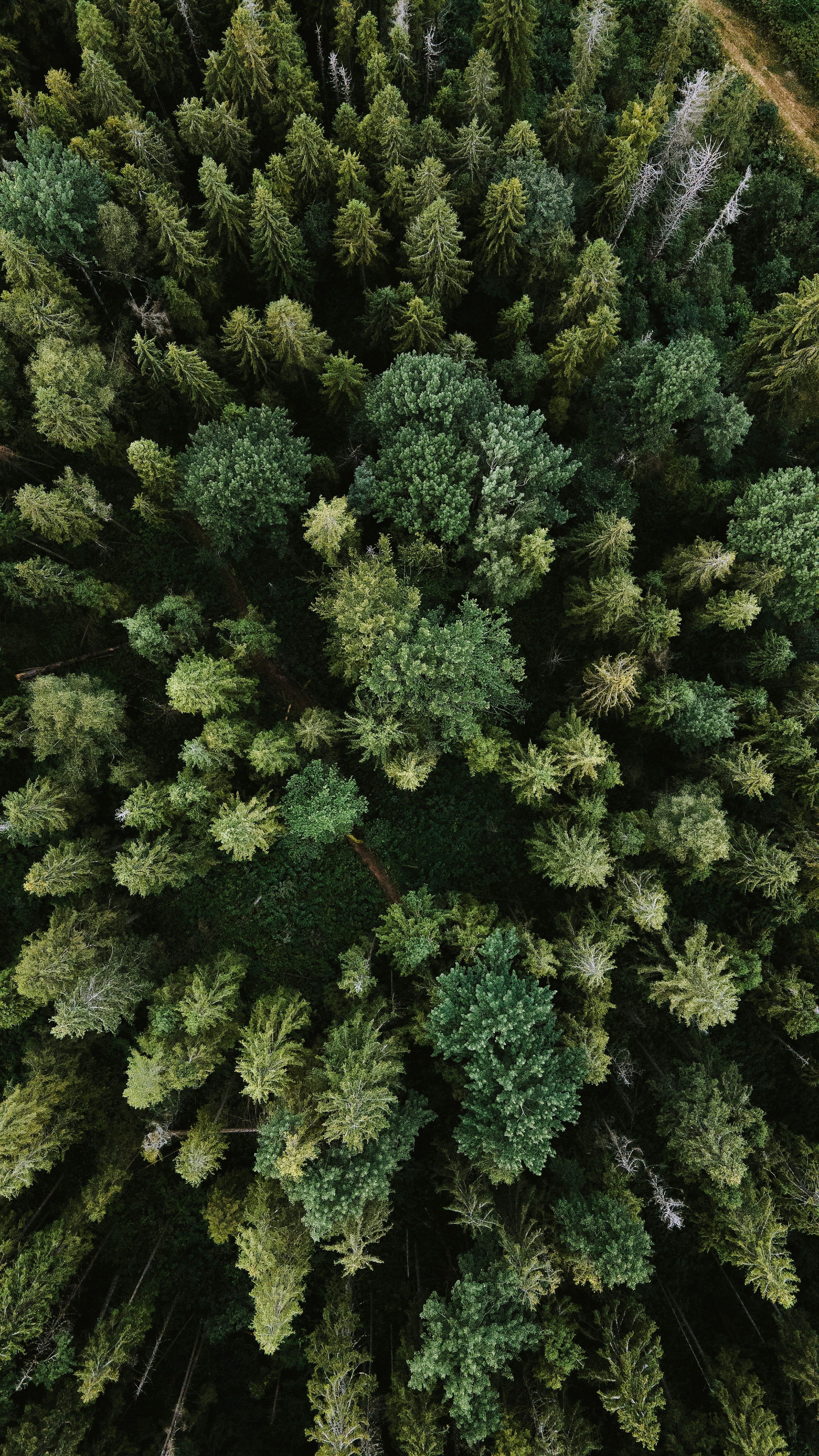 3000x5333 Tree Top Picture. Download Free Image