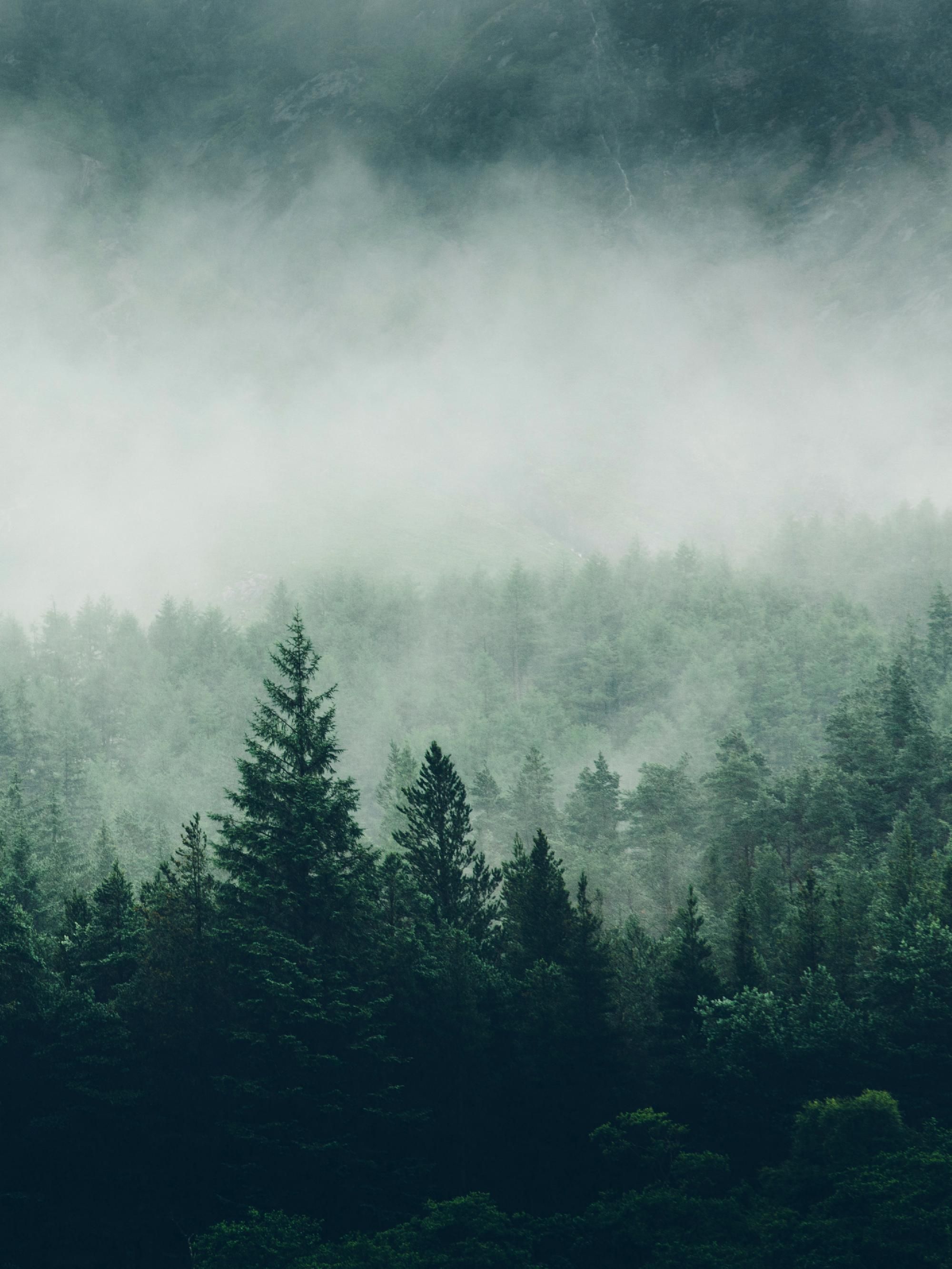 2000x2667 Tree Top Fog Poster 12 x 16 in