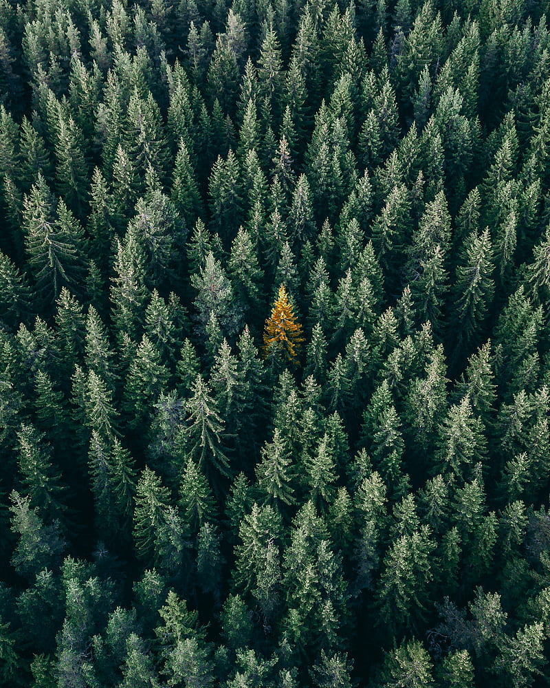 800x1000 Forest, aerial view, trees, treetops, conifer, HD phone wallpaper