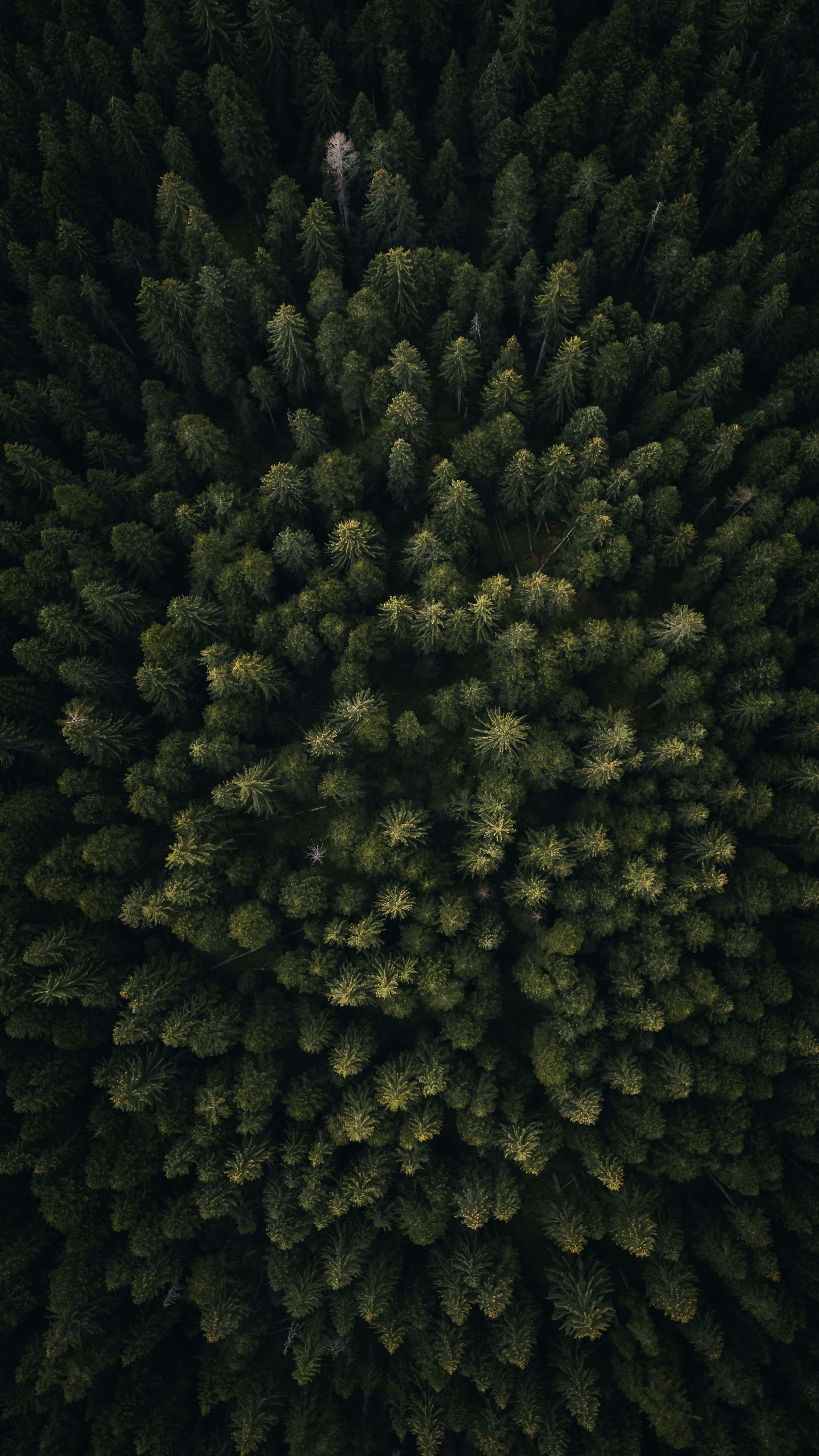 3000x5333 The top view of a pine tree from above photo