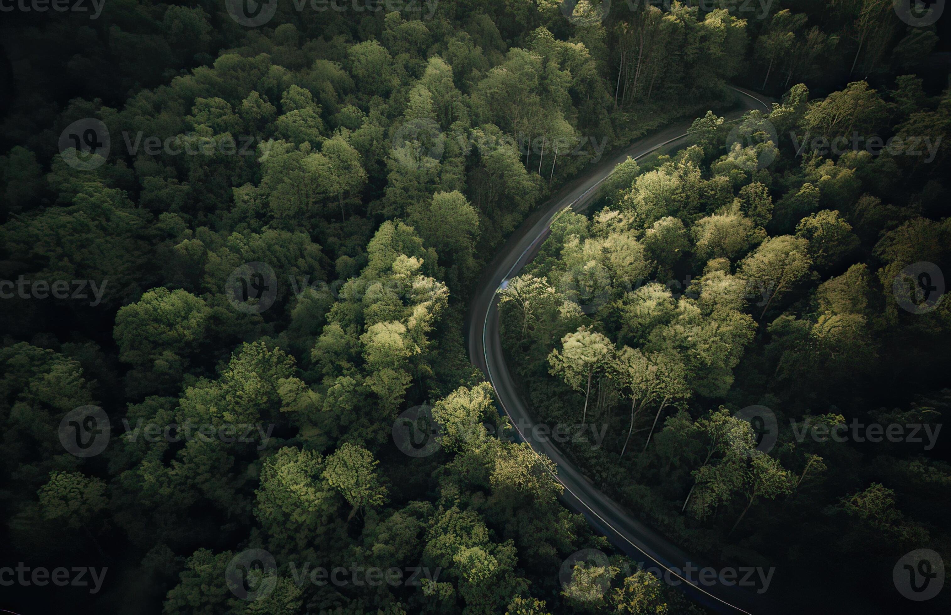 3029x1960 Top view of green forest landscape wallpaper art. Aerial nature scene of pine trees and asphalt road banner design. Countryside path trough coniferous wood form above