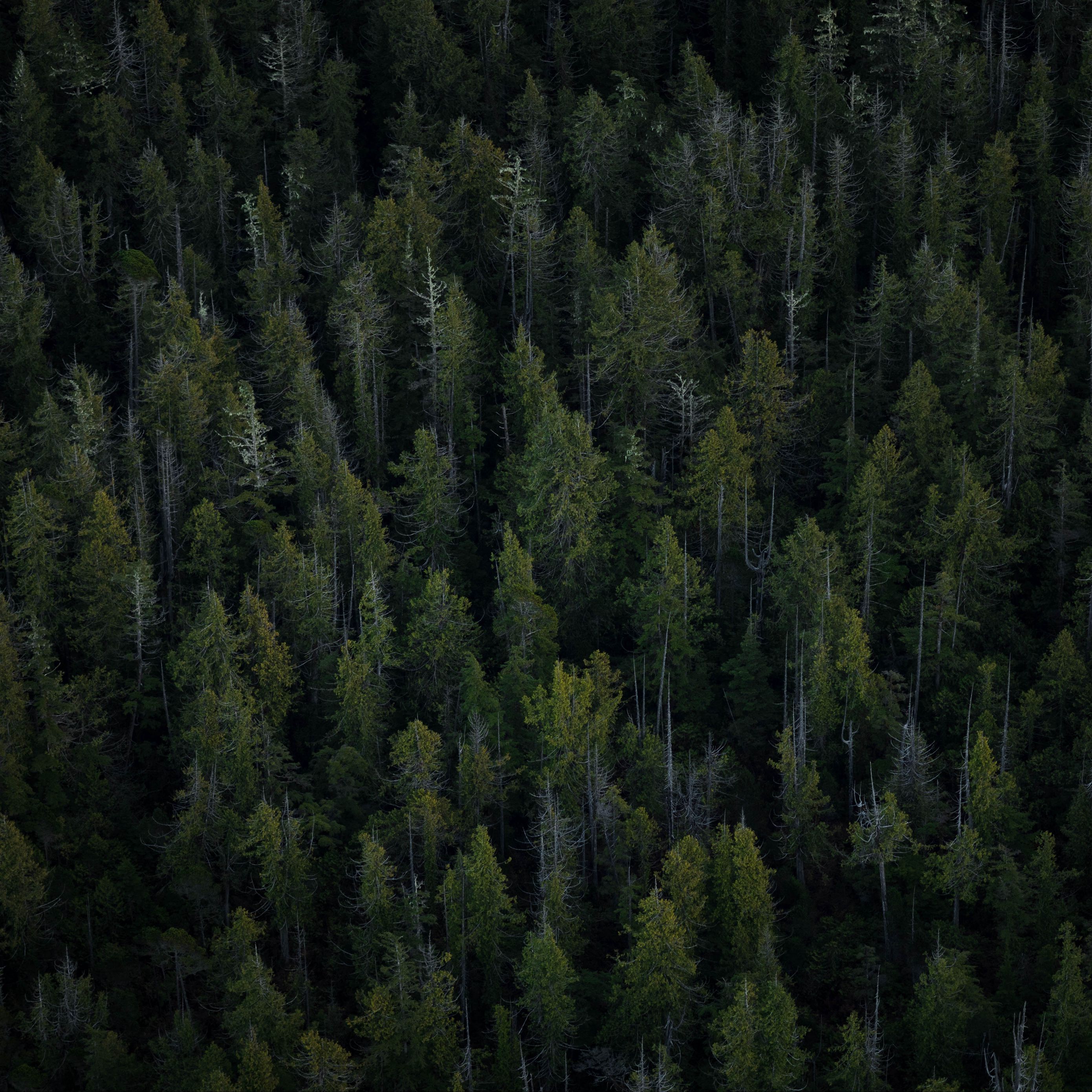 2780x2780 Download wallpaper 2780x2780 trees, top view, forest ipad air, ipad air ipad ipad ipad mini ipad mini ipad mini ipad pro 9.7 for parallax HD background