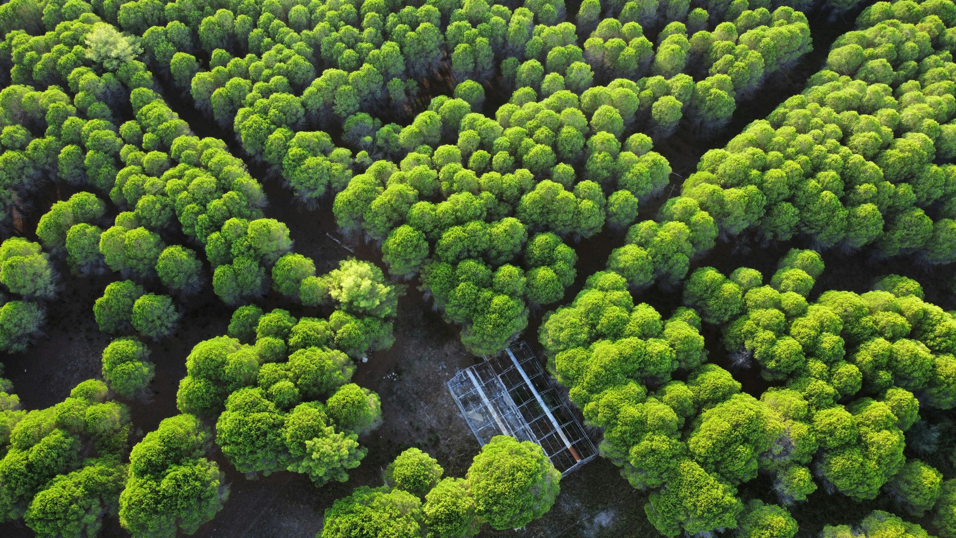 3300x1856 Forest Of Trees From Above Lush Green