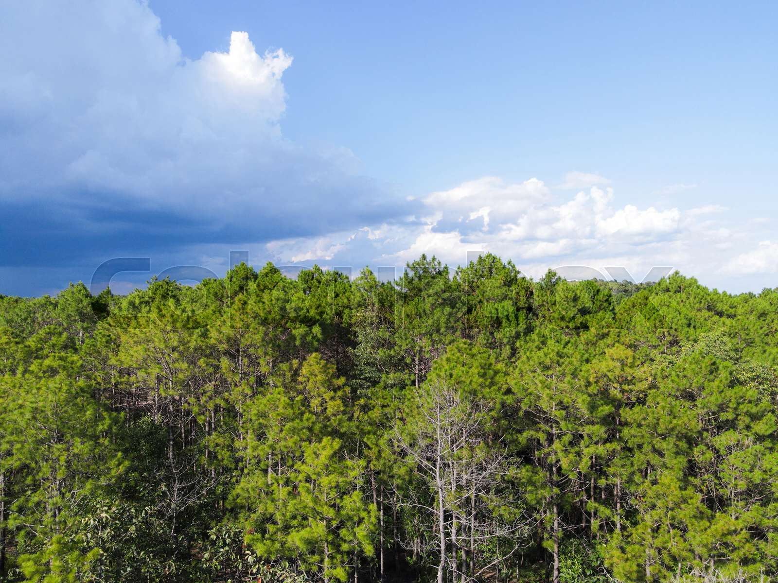 1600x1200 Aerial view forest tree environment forest nature blue sky background, Texture of green tree top view forest from above landscape bird eye view pine forest asian