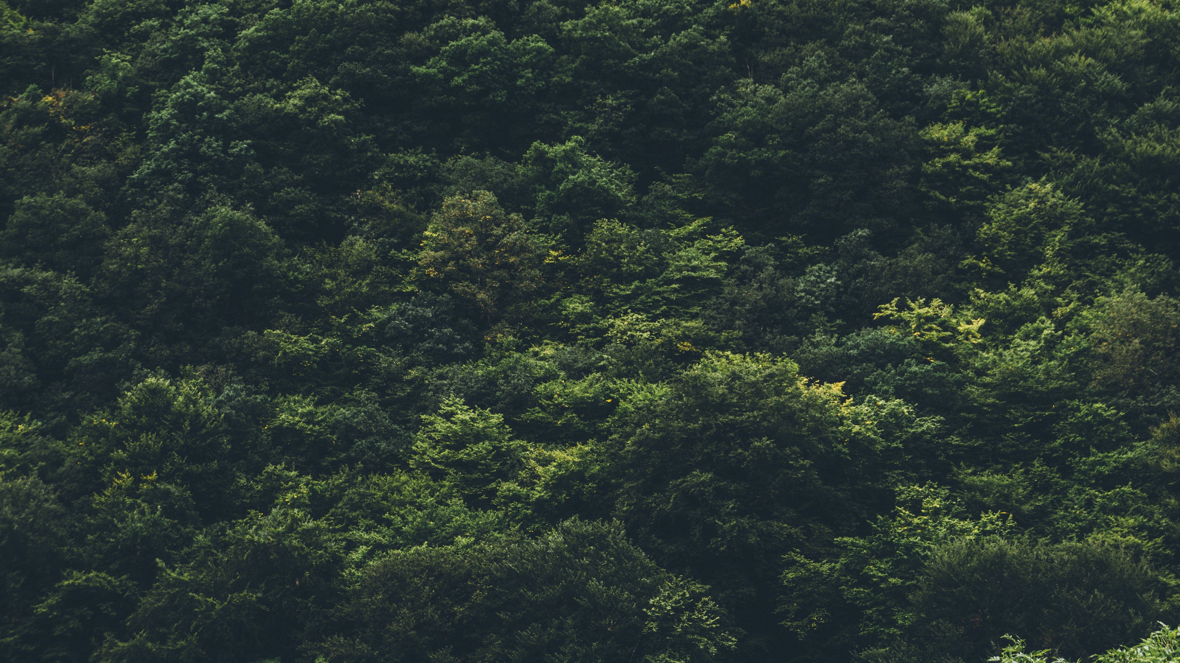 3840x2160 Download wallpaper 3840x2160 trees, forest, top view 4k uhd 16:9 HD background