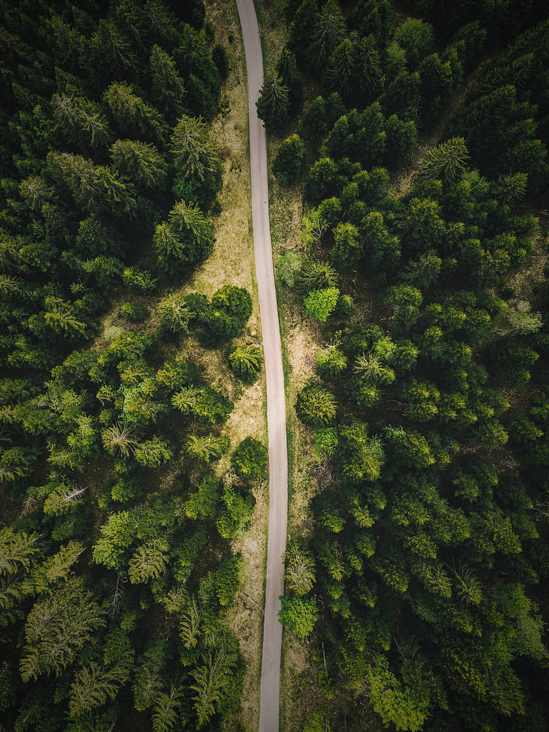 800x1067 Road, forest, top view, trees, HD phone wallpaper