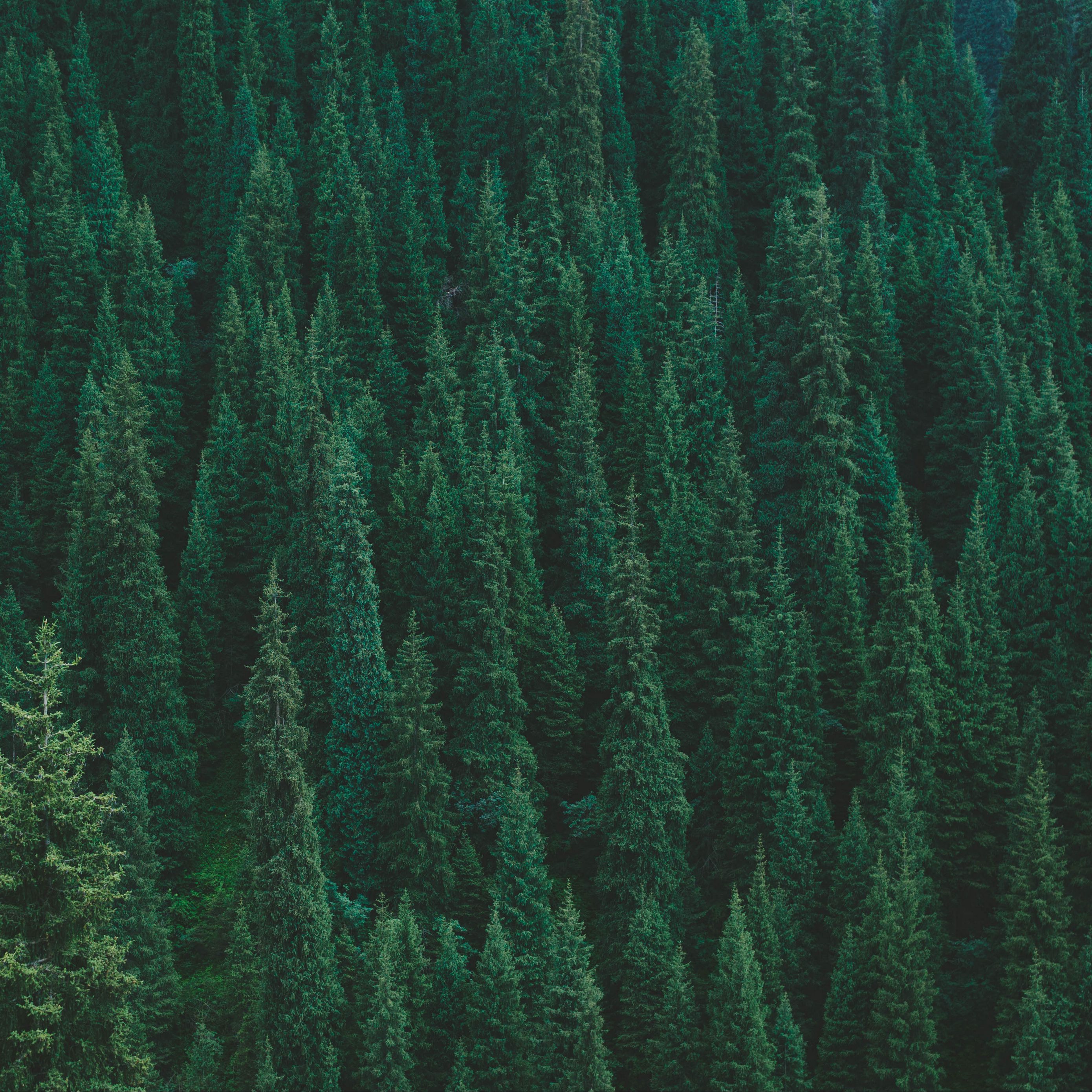 2780x2780 Download wallpaper 2780x2780 trees, forest, green, top view ipad air, ipad air ipad ipad ipad mini ipad mini ipad mini ipad pro 9.7 for parallax HD background