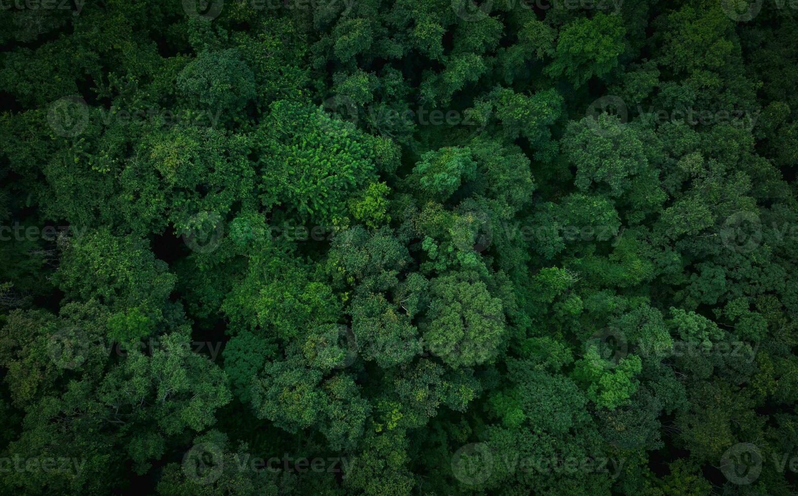 1575x980 Aerial view captures a lush, green forest with a dense canopy of trees stretching across the landscape