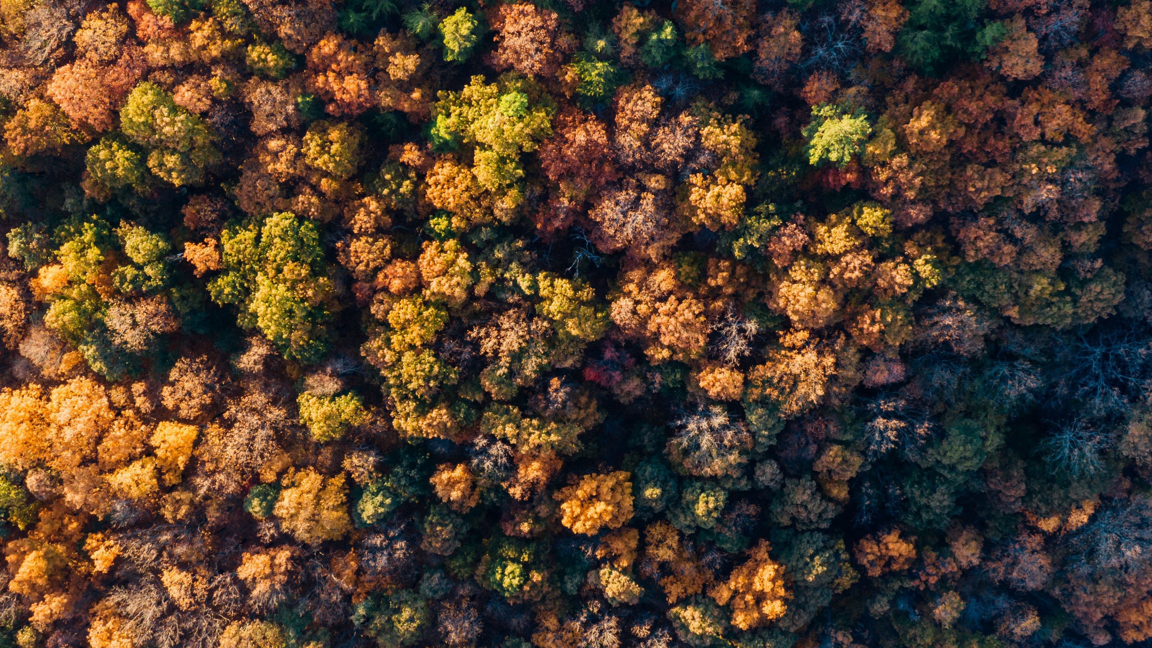 3840x2160 Autumn Tree Top View Wallpaper