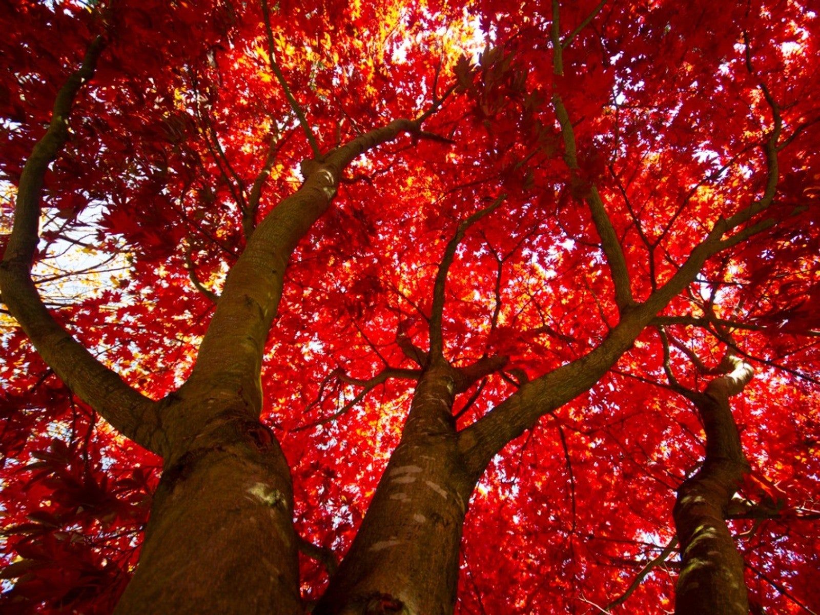 1600x1200 Autumn Color Trees: The Best Fall Foliage Trees. Gardening Know How