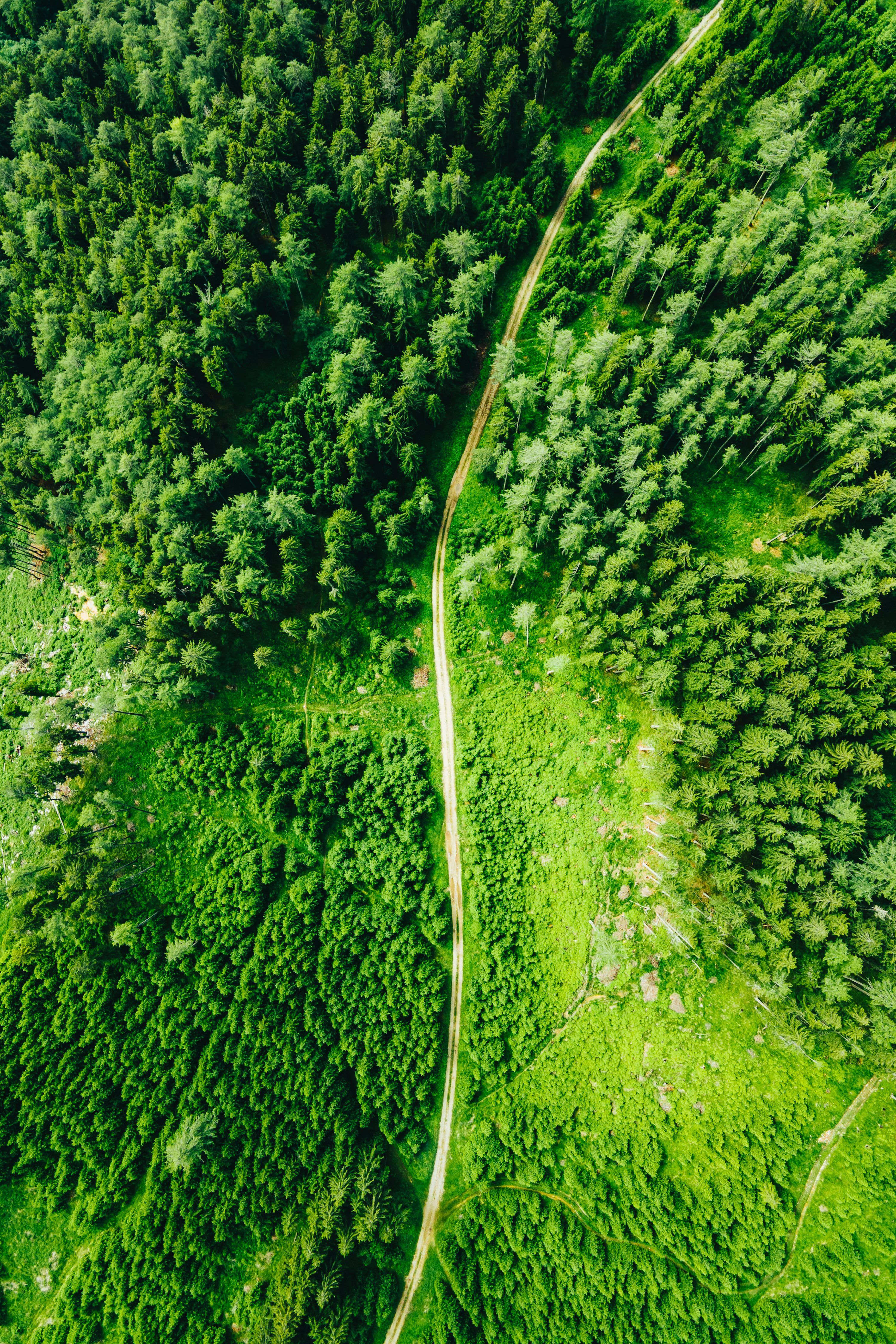 3000x4499 Green Tree Picture [HD]. Download Free Image
