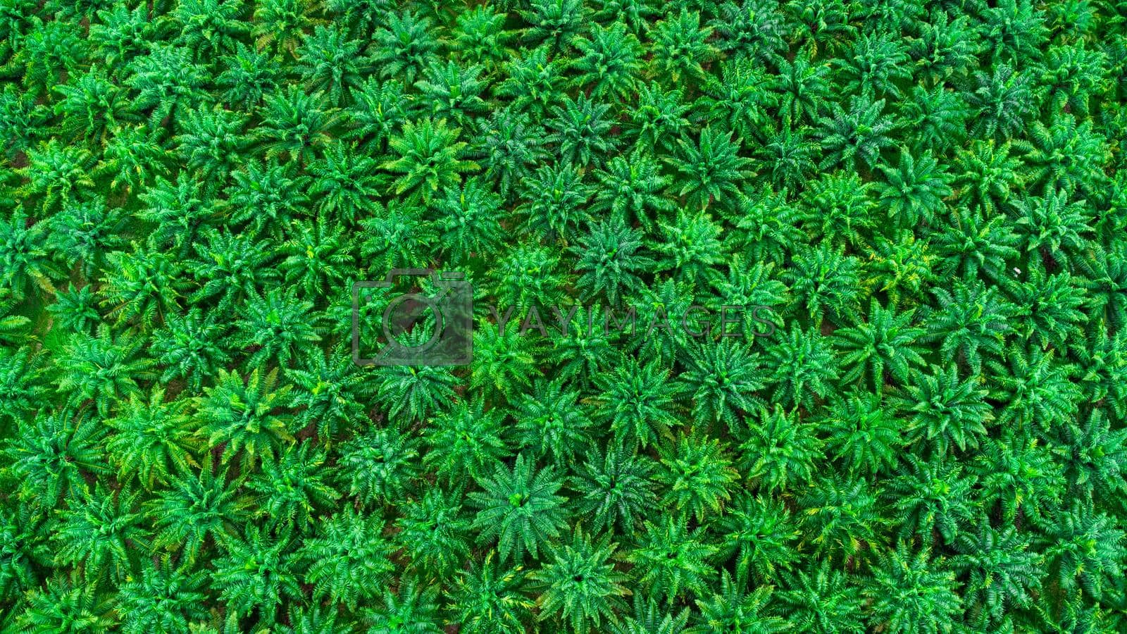 1600x900 Aerial view of palm oil plantation in Krabi Thailand. Top view of palm trees with sunshine on summer day. Beautiful natural landscape background. by TEERASAK Vectors & Illustrations with Unlimited Downloads
