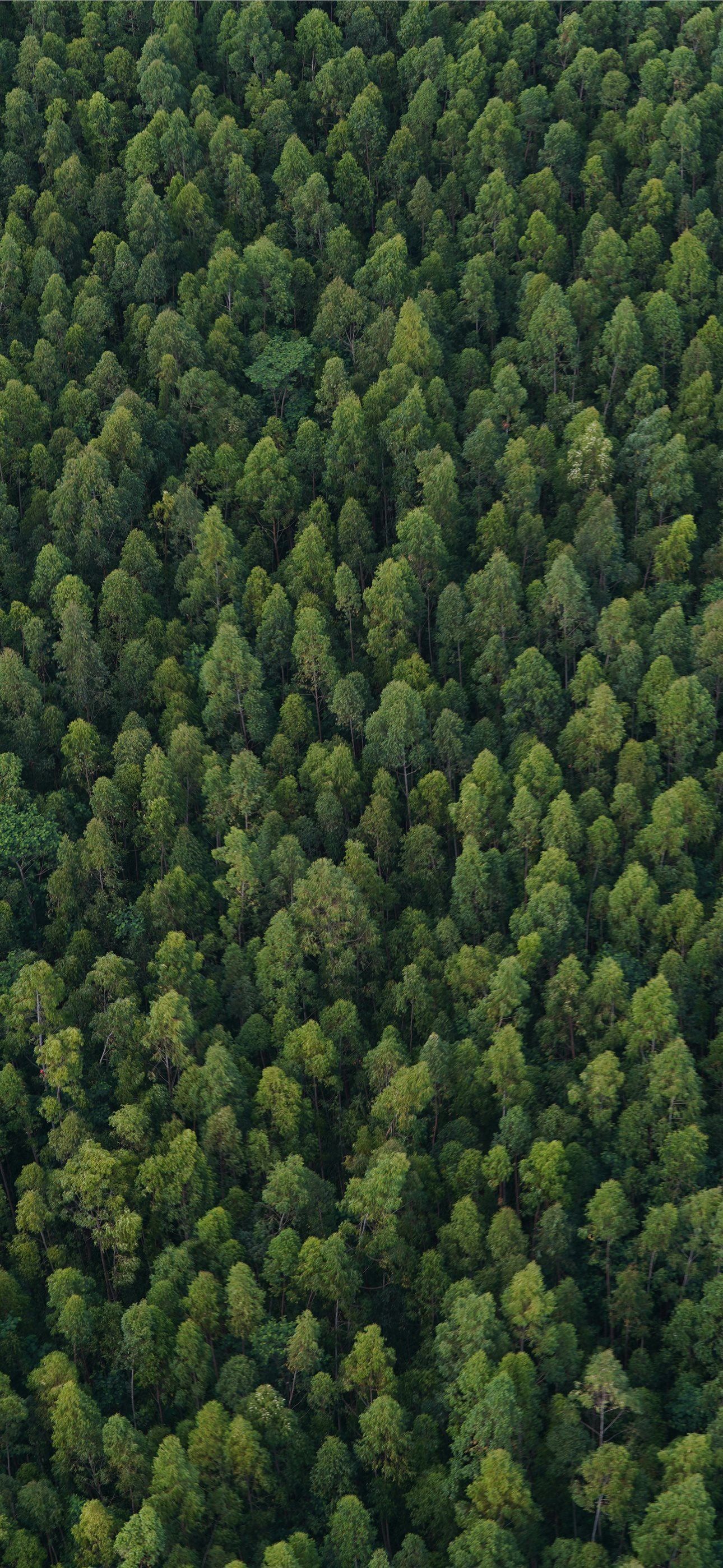 1290x2796 Dense green forest canopy viewed from above iPhone Wallpaper Free Download